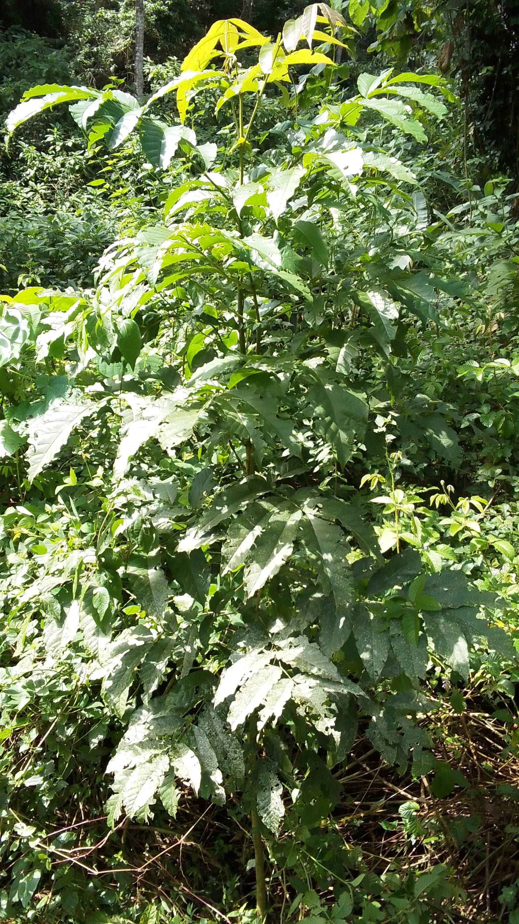 tree