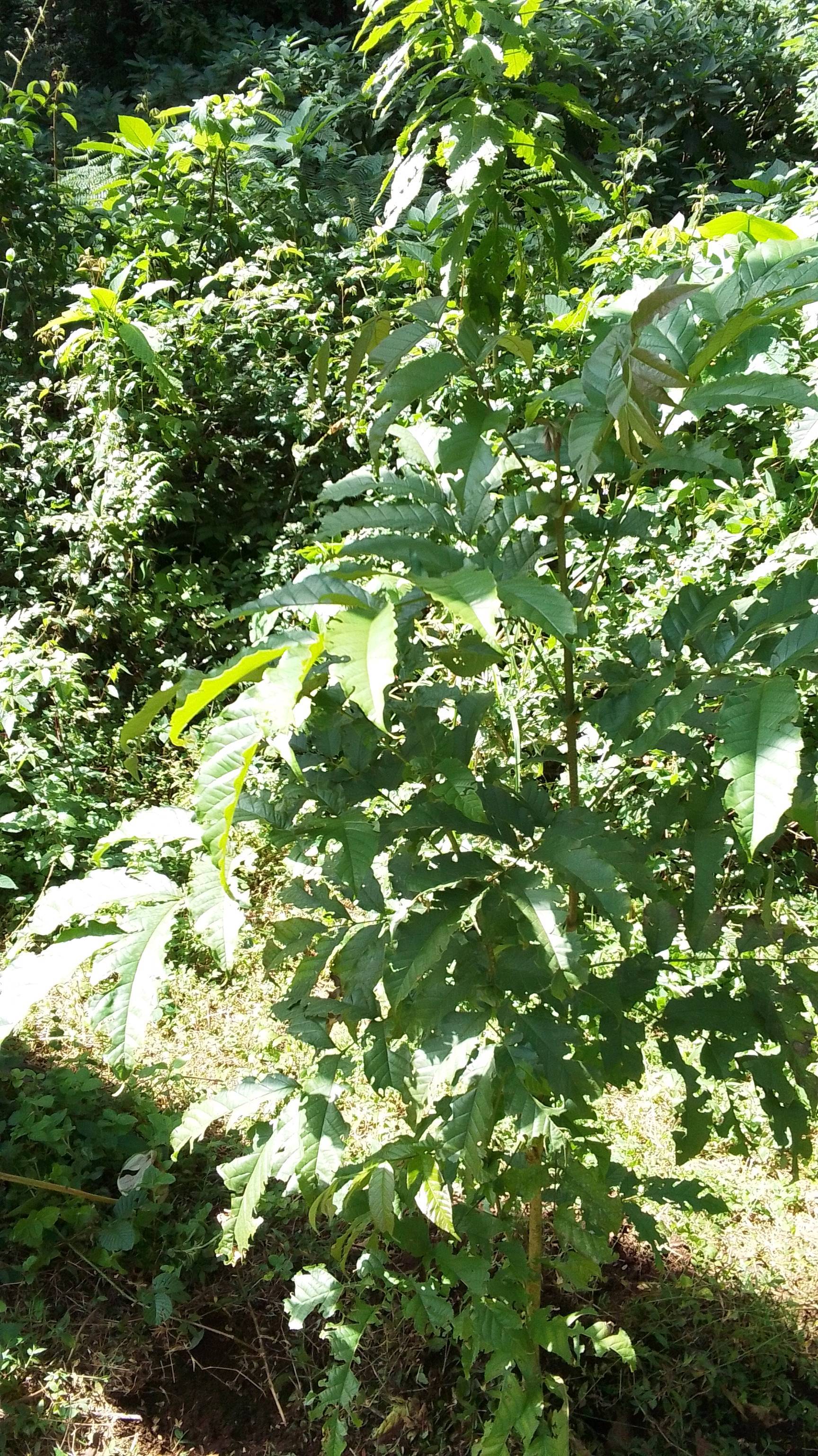 tree