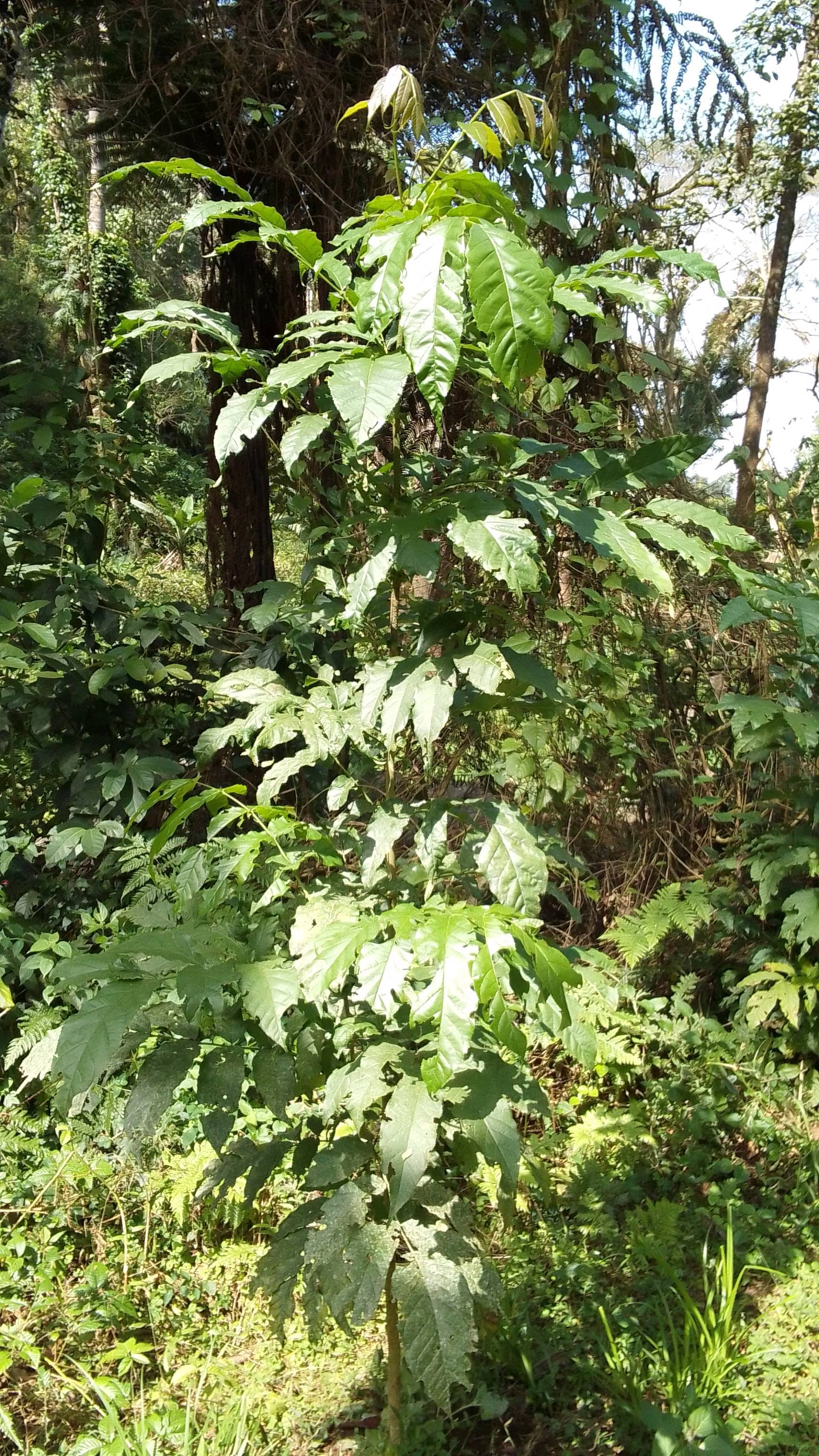 tree