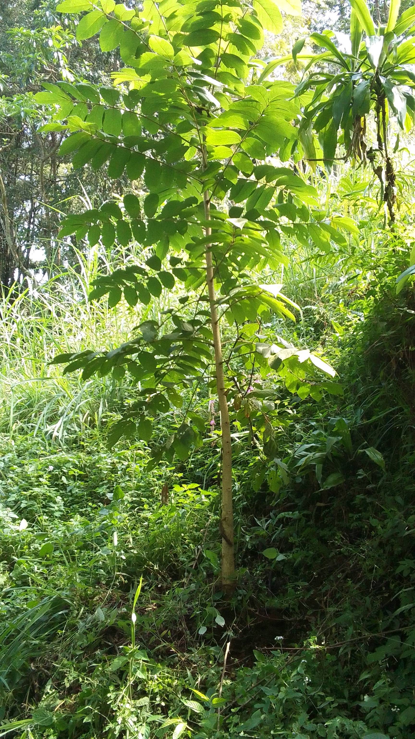 tree
