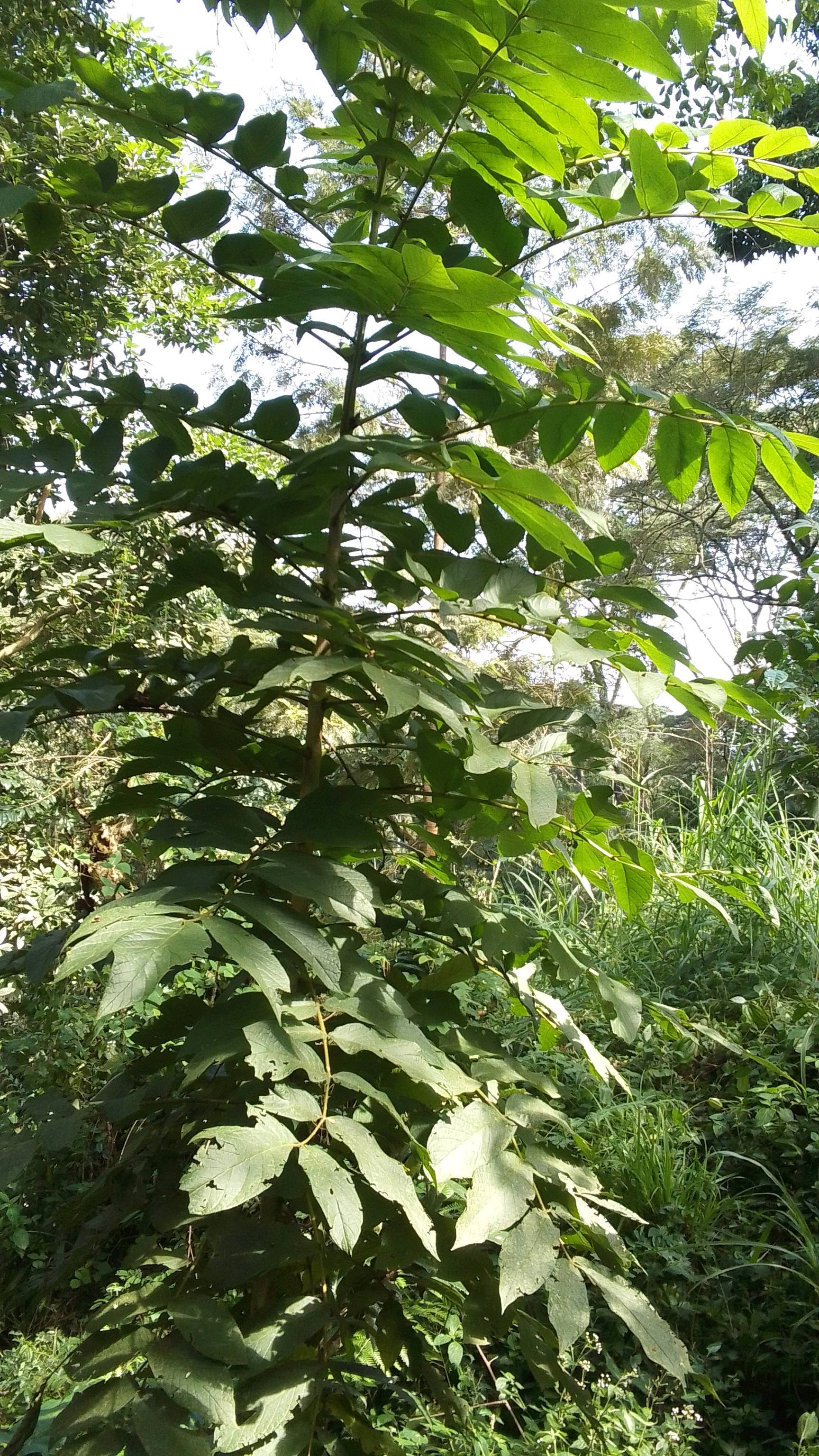 tree
