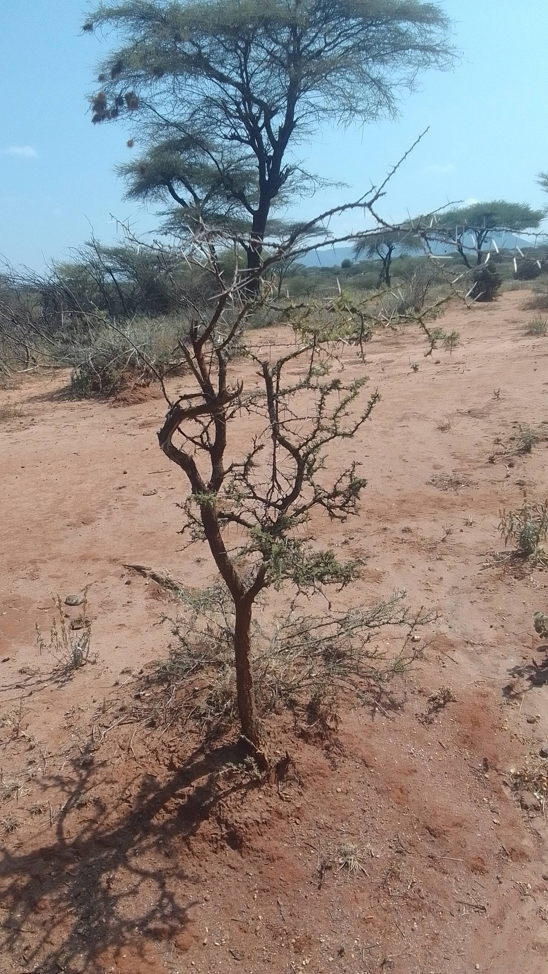 tree