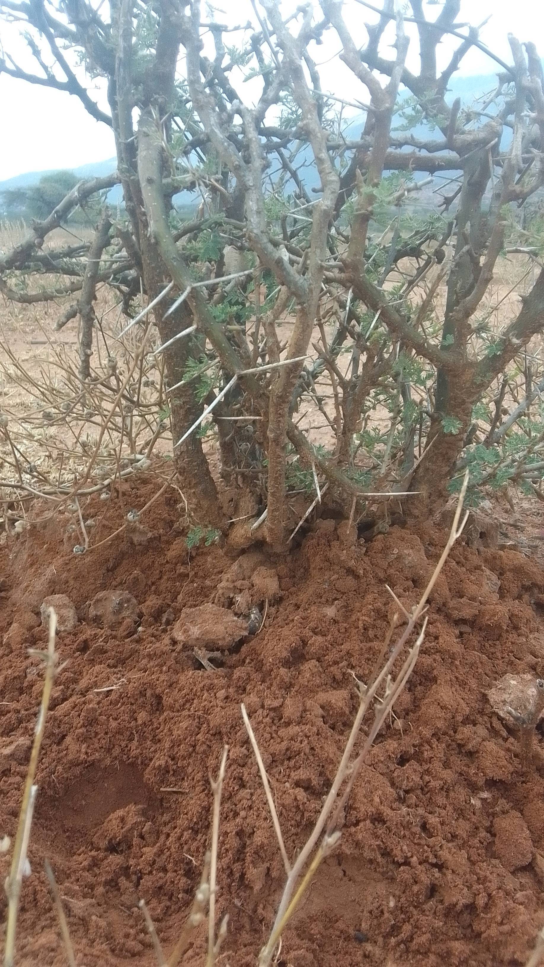 tree