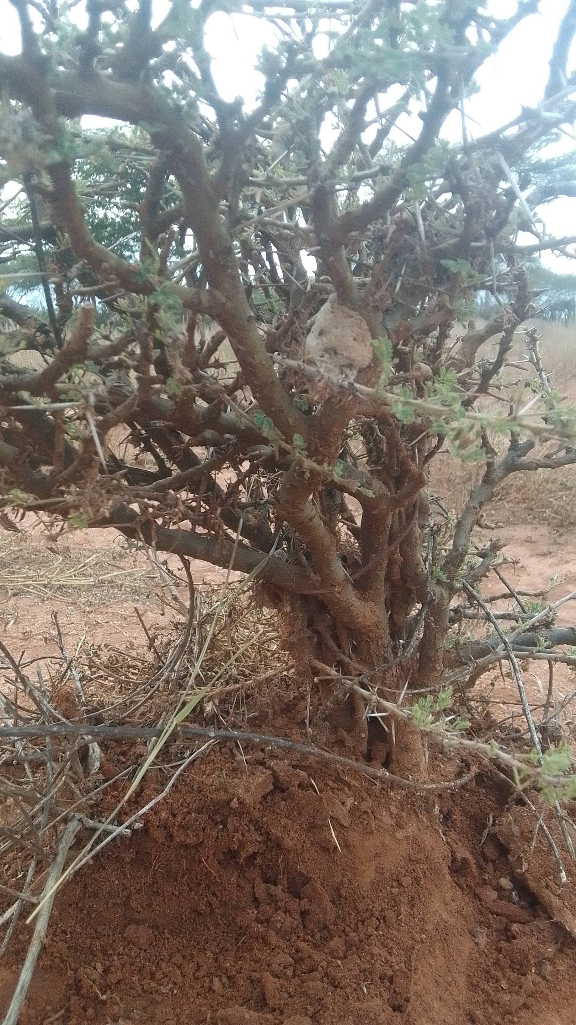 tree