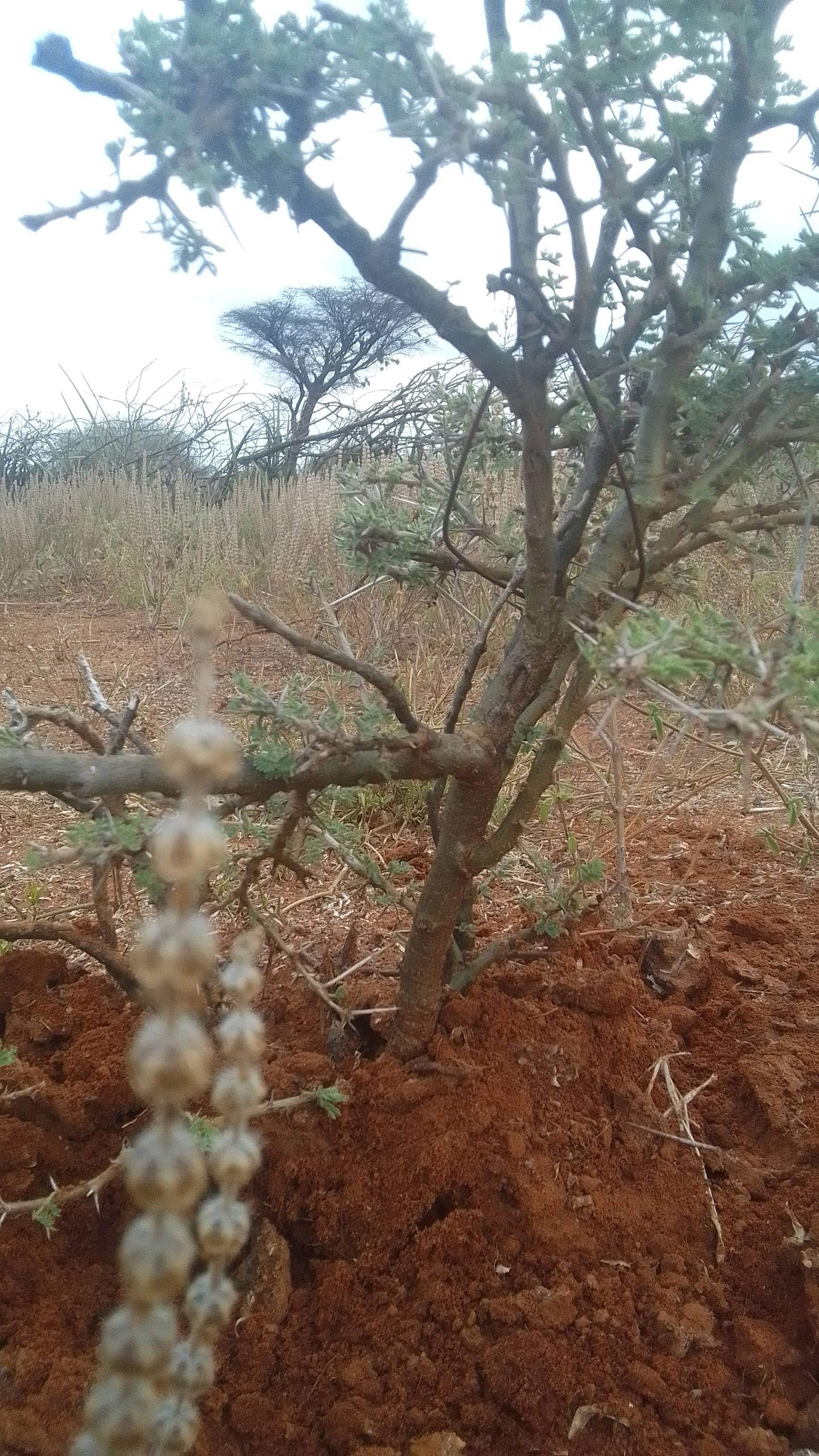 tree
