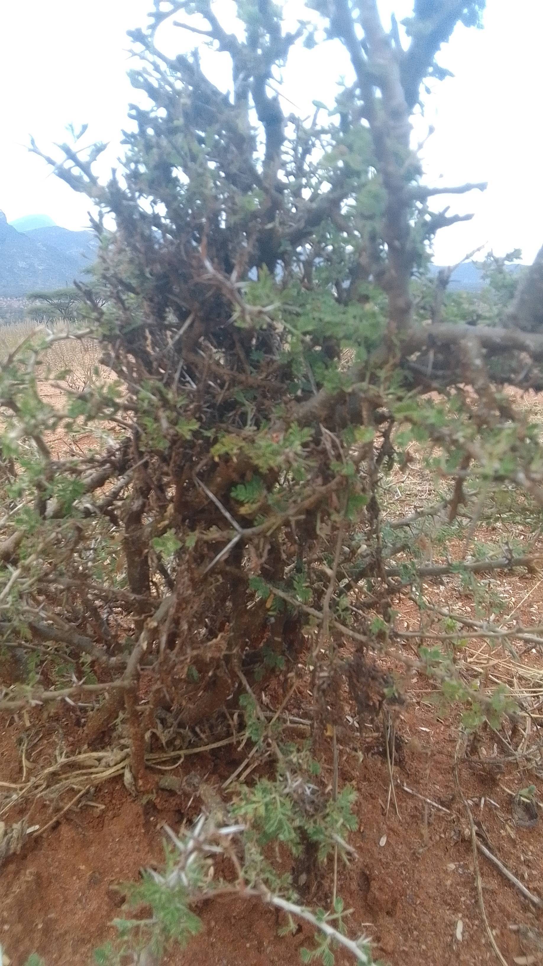 tree