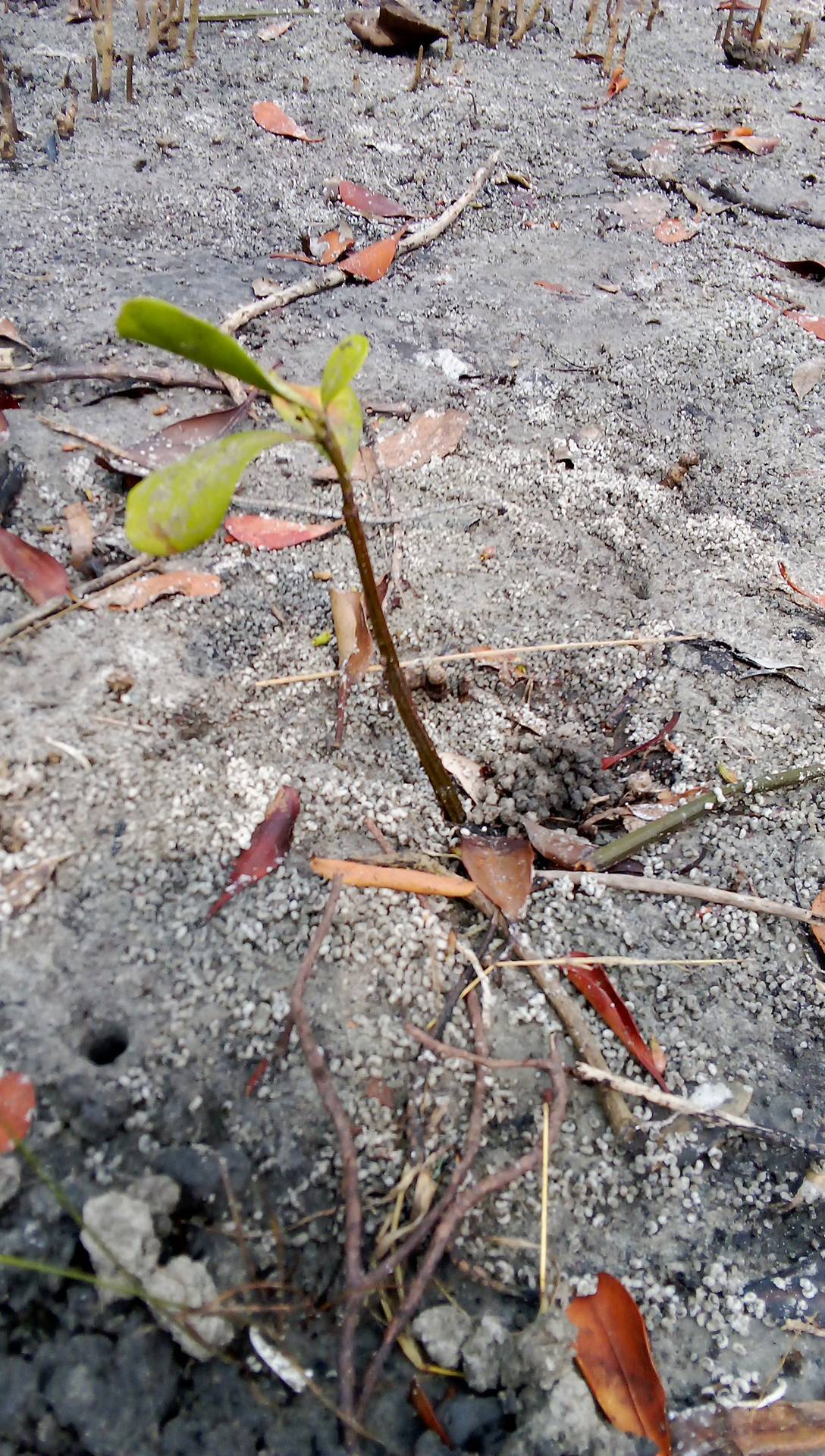 tree