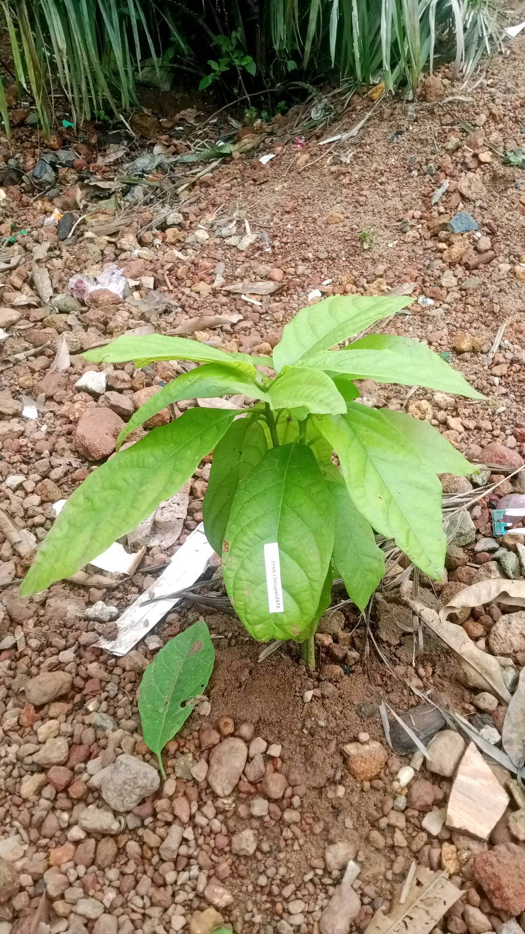 tree