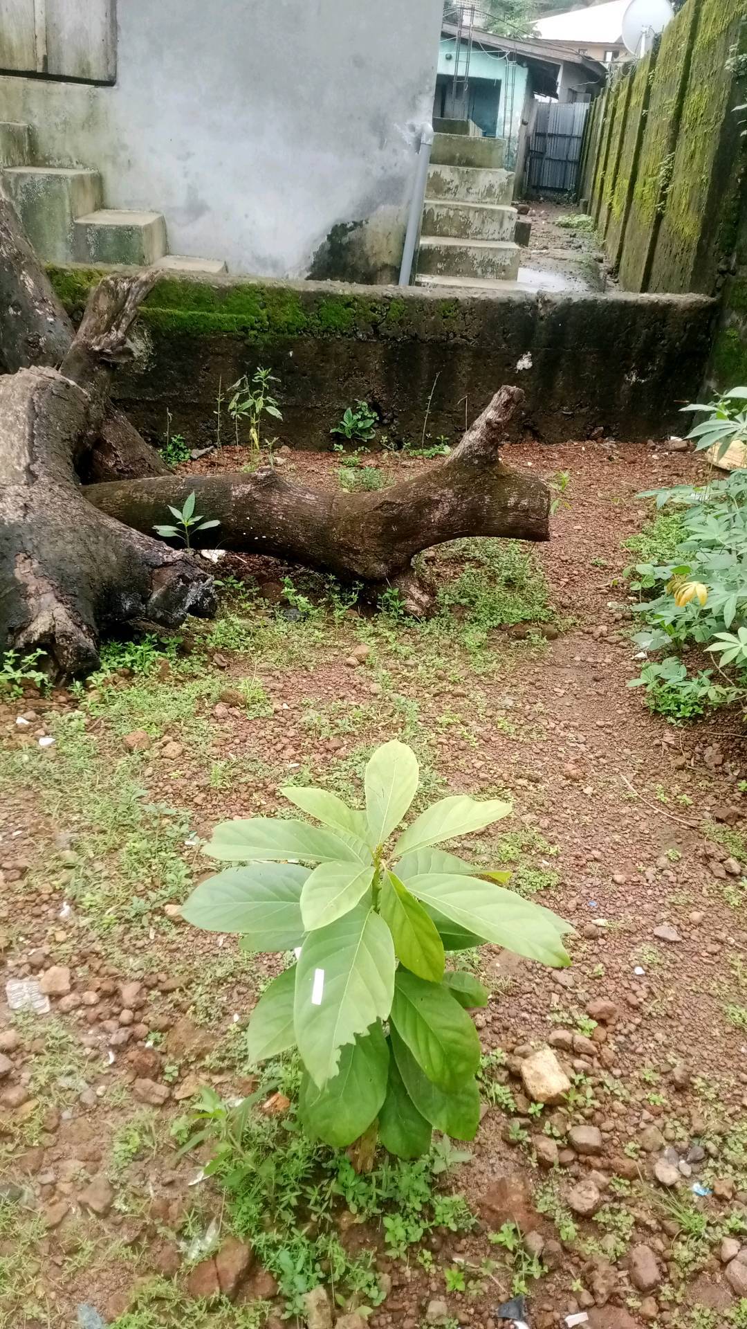 tree