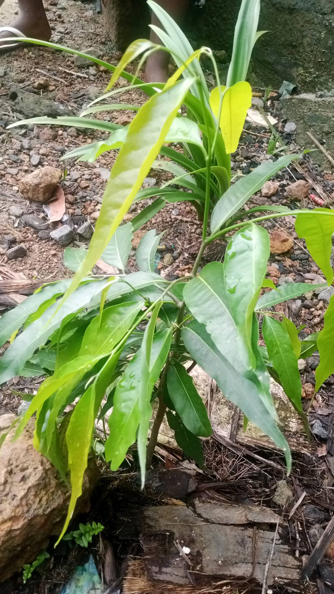 tree