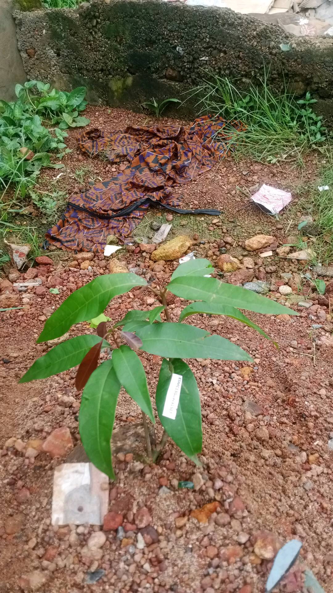 tree