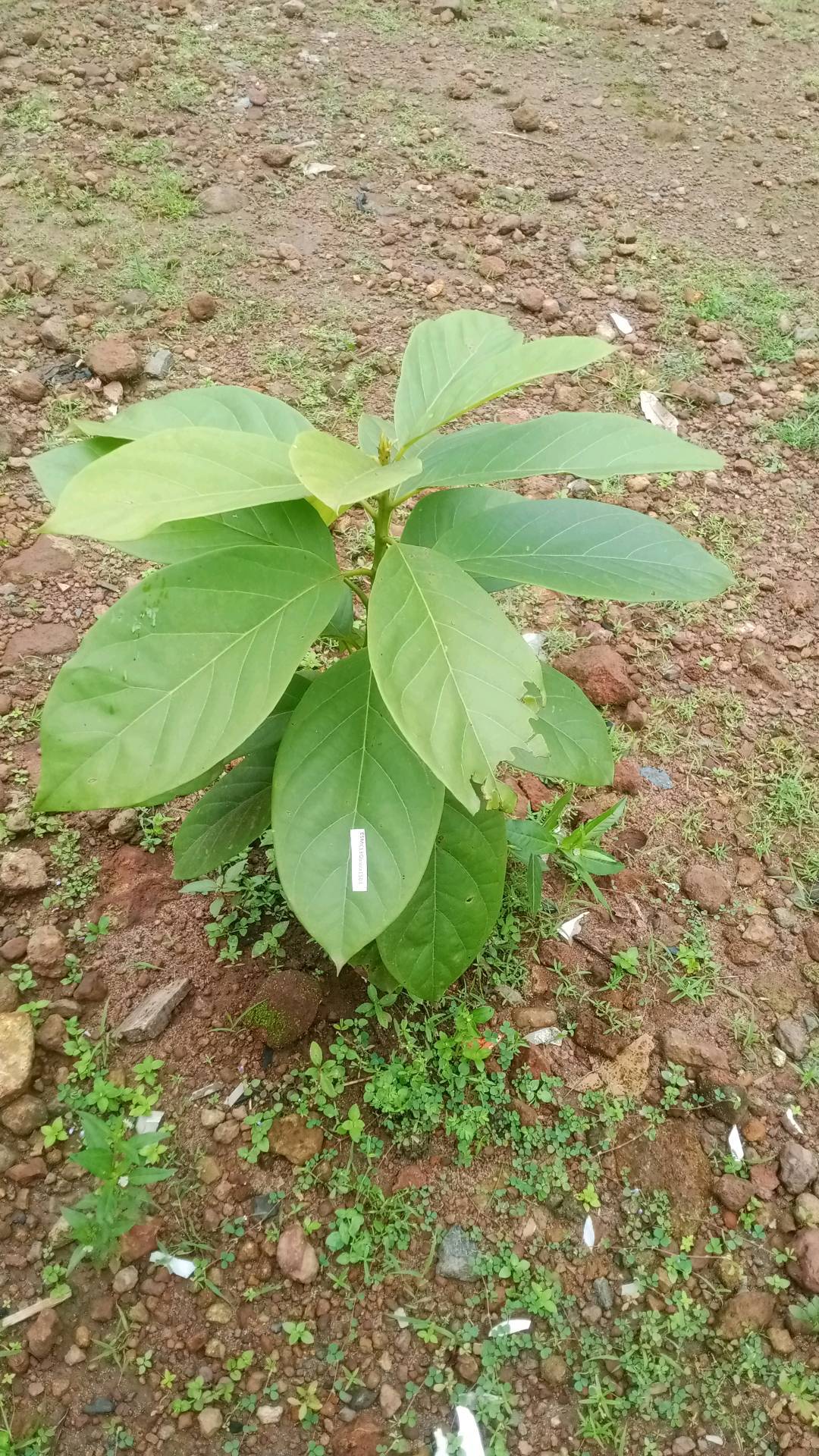 tree
