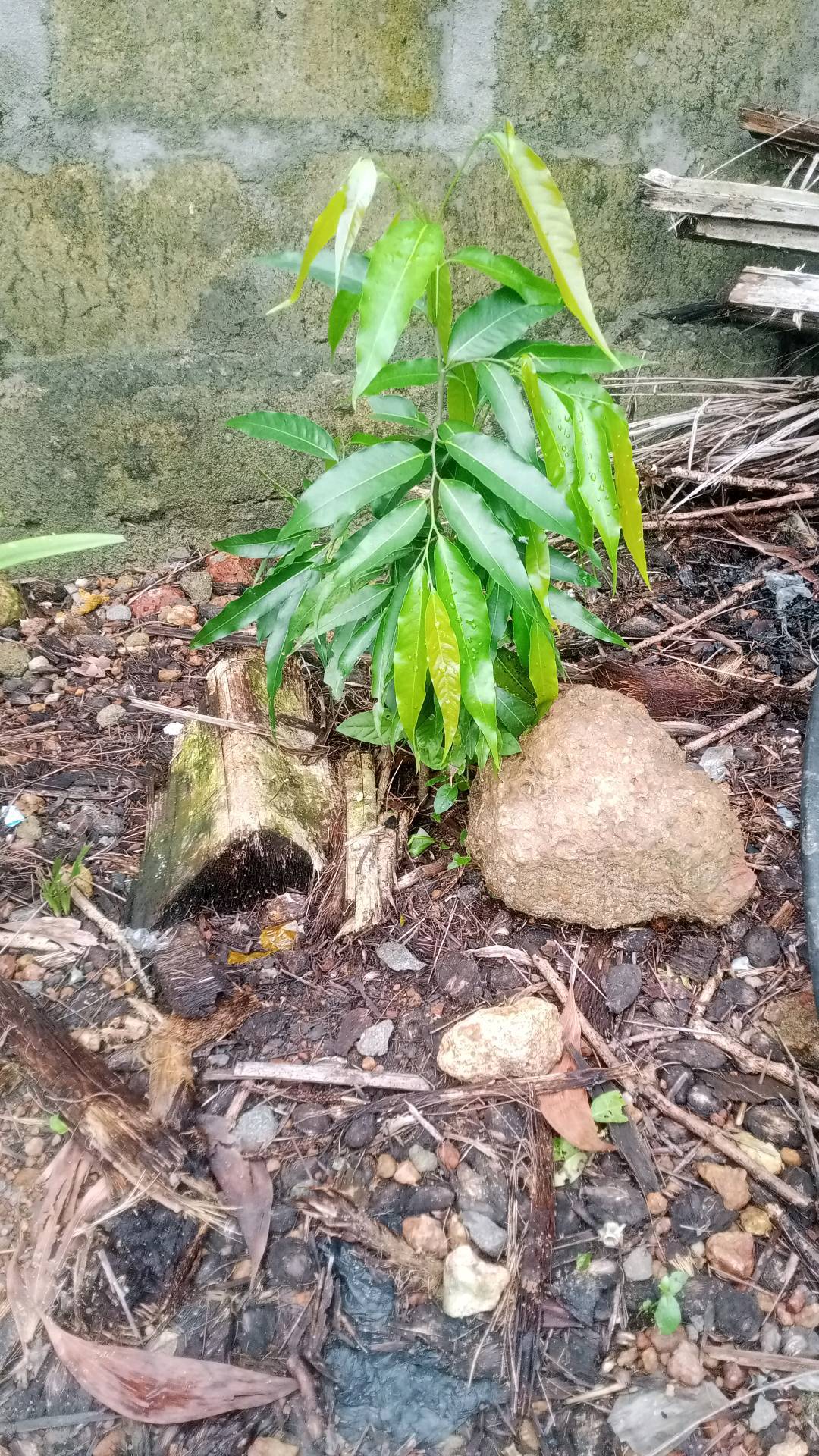 tree