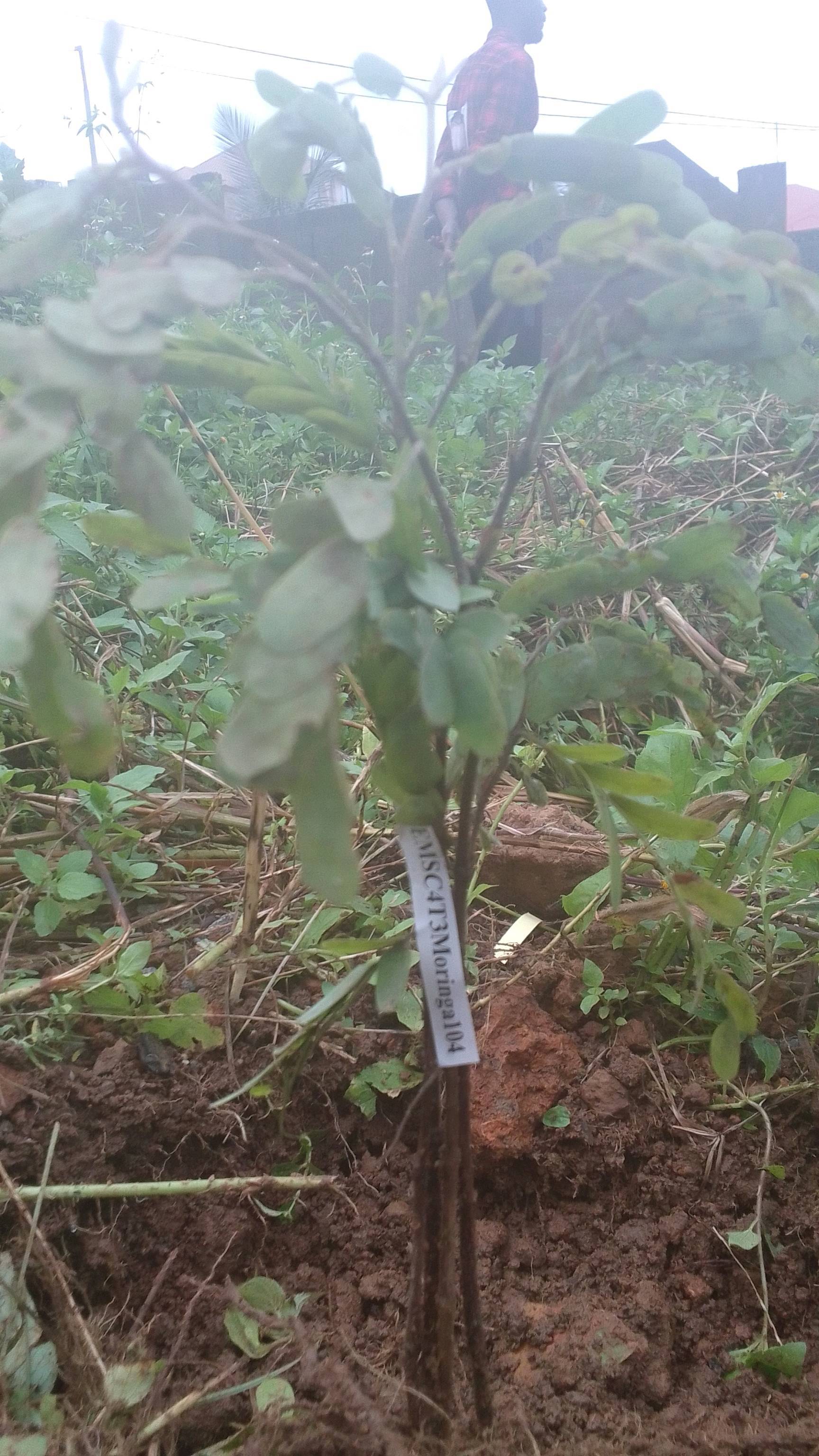 tree