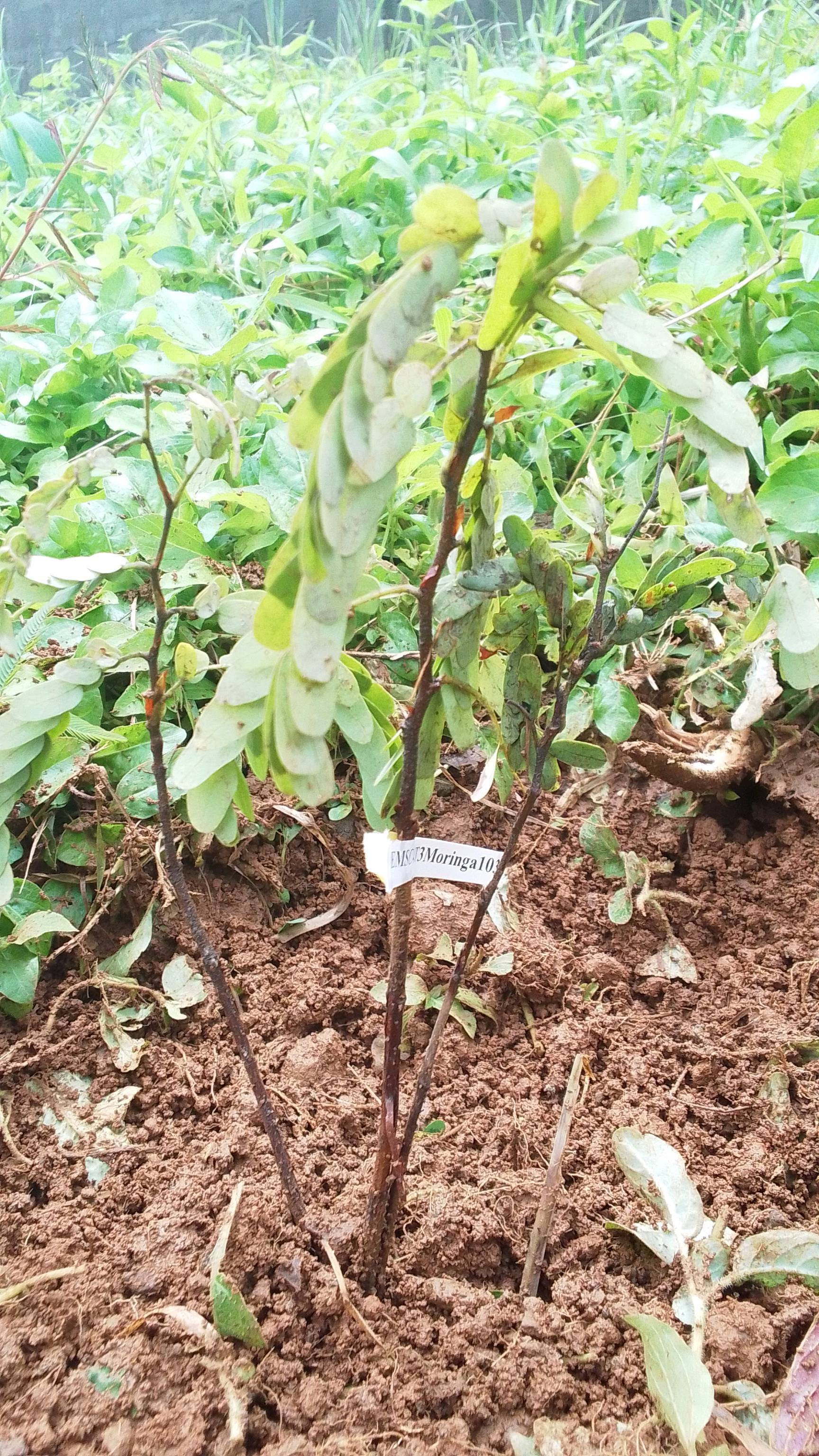 tree