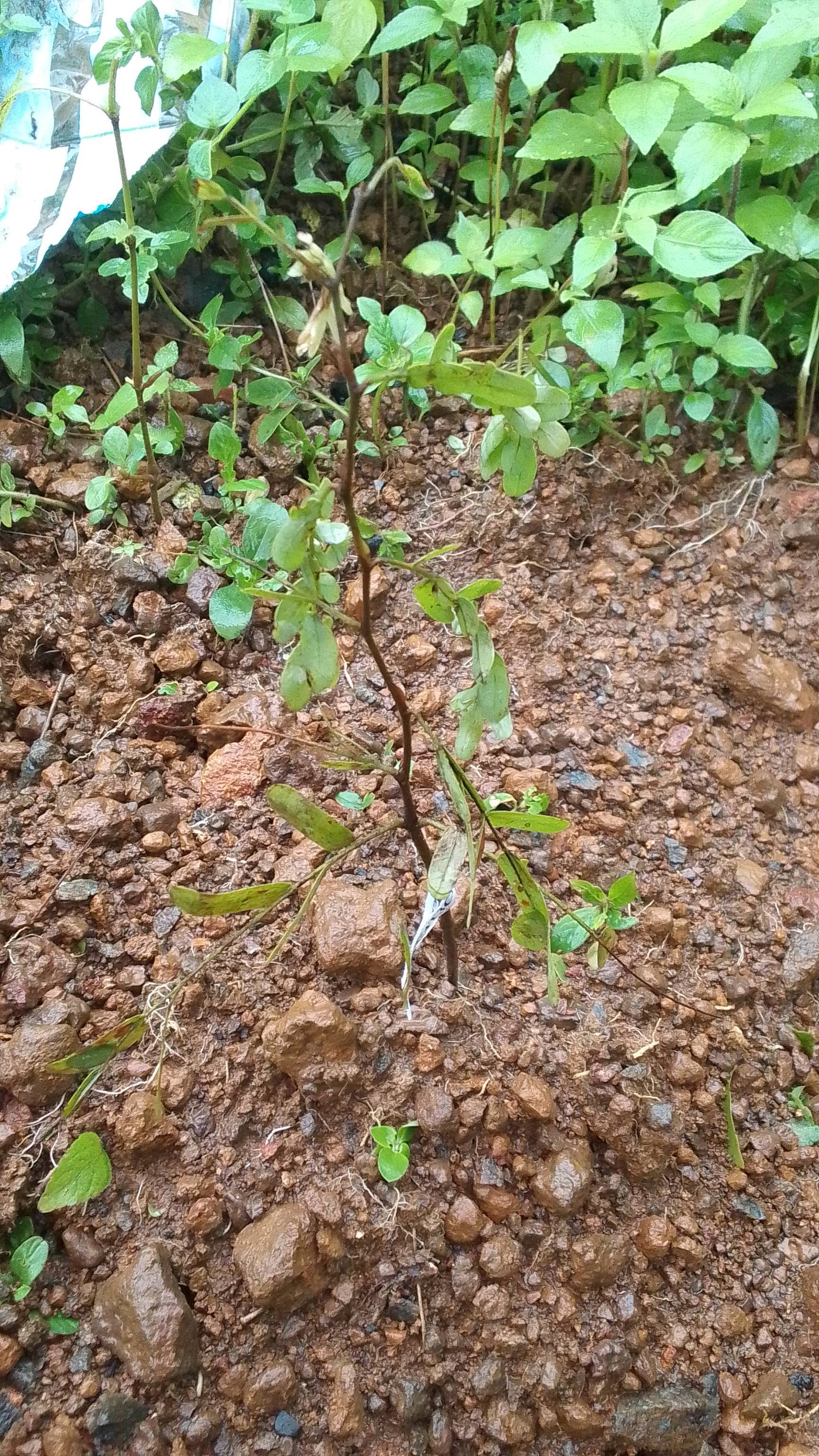 tree