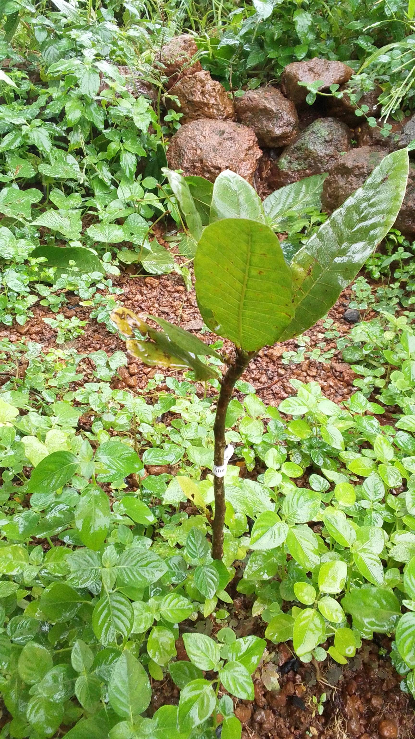 tree