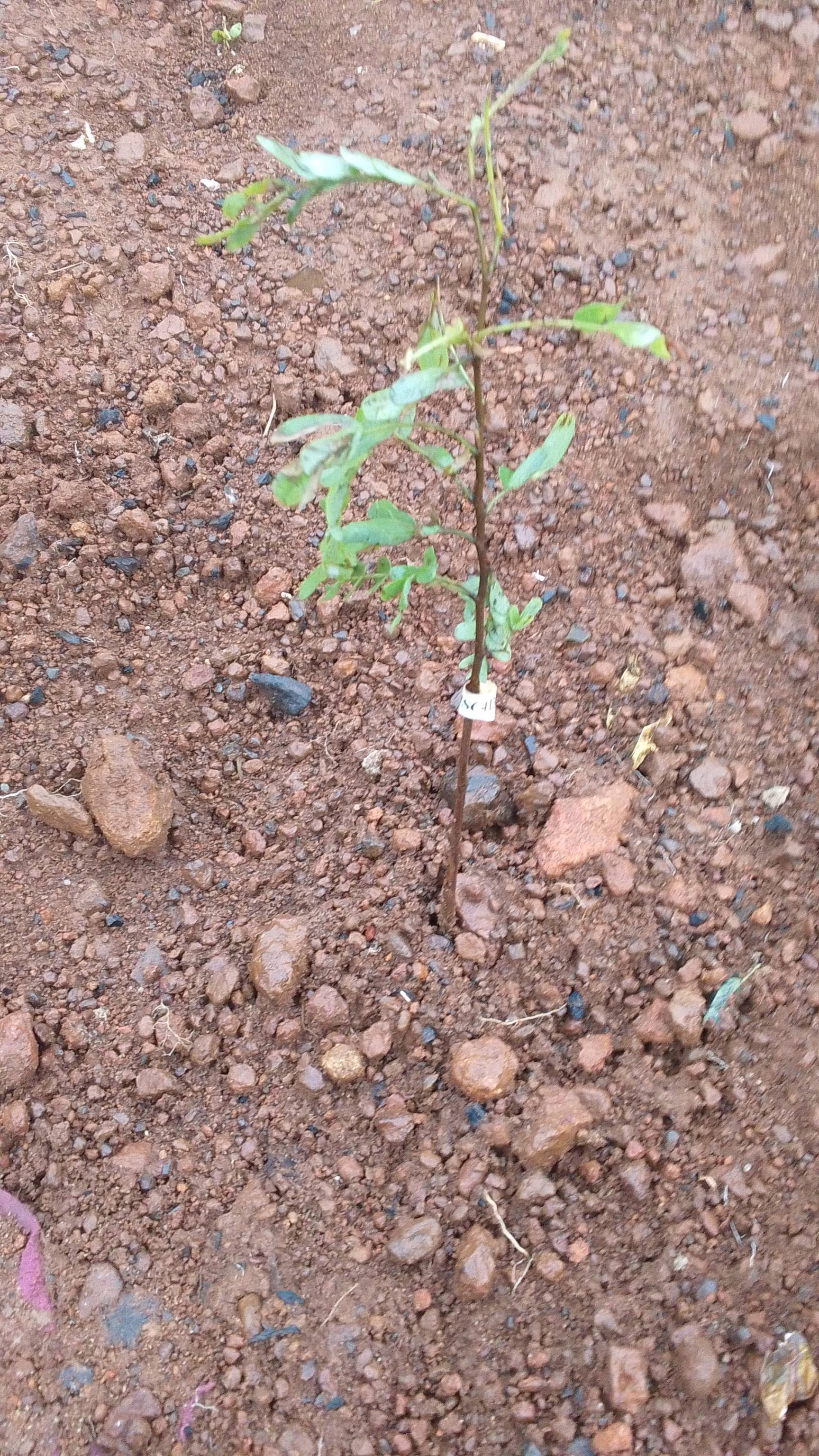 tree