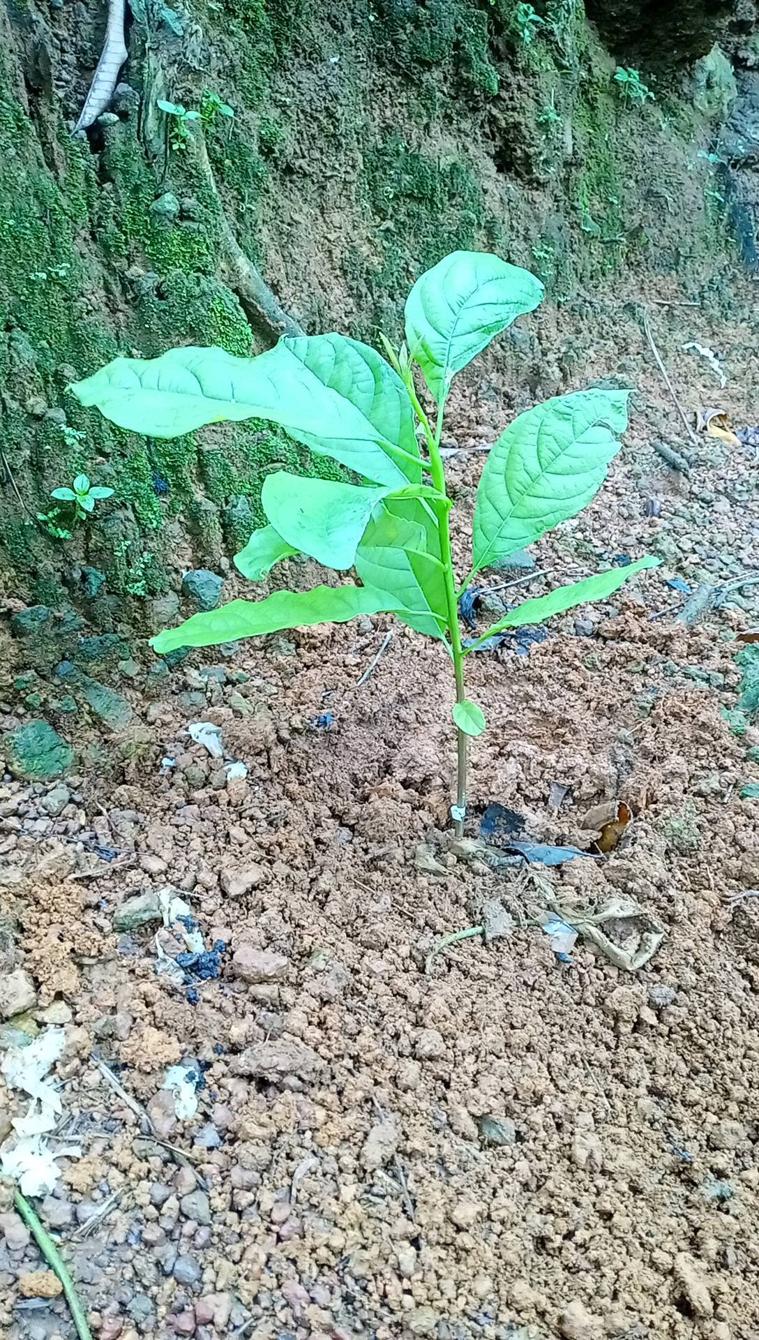 tree
