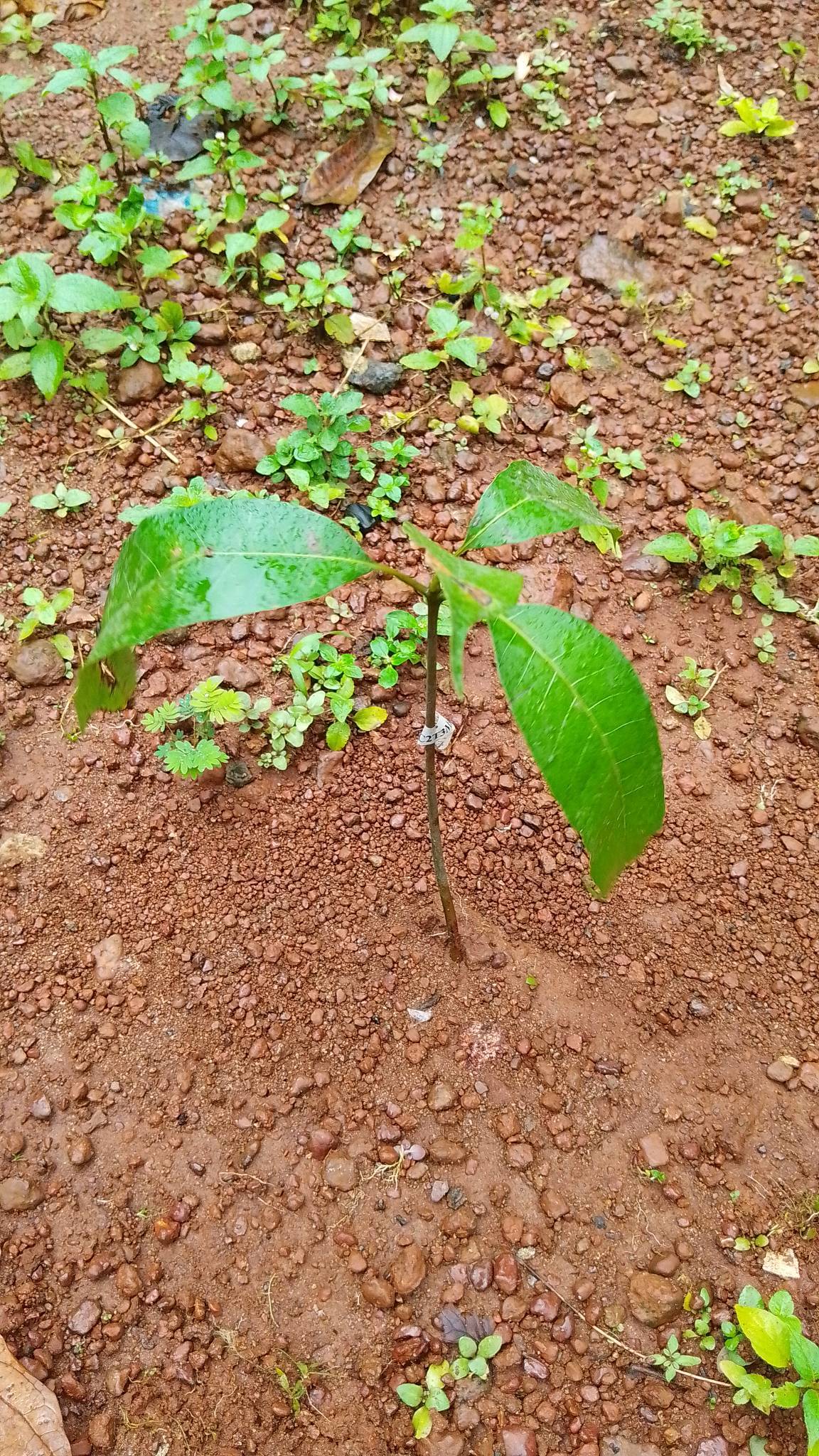 tree