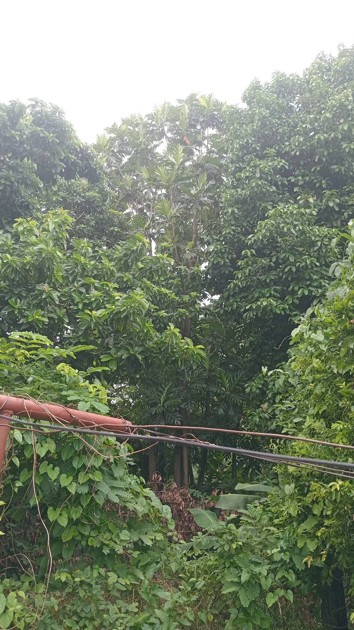 tree