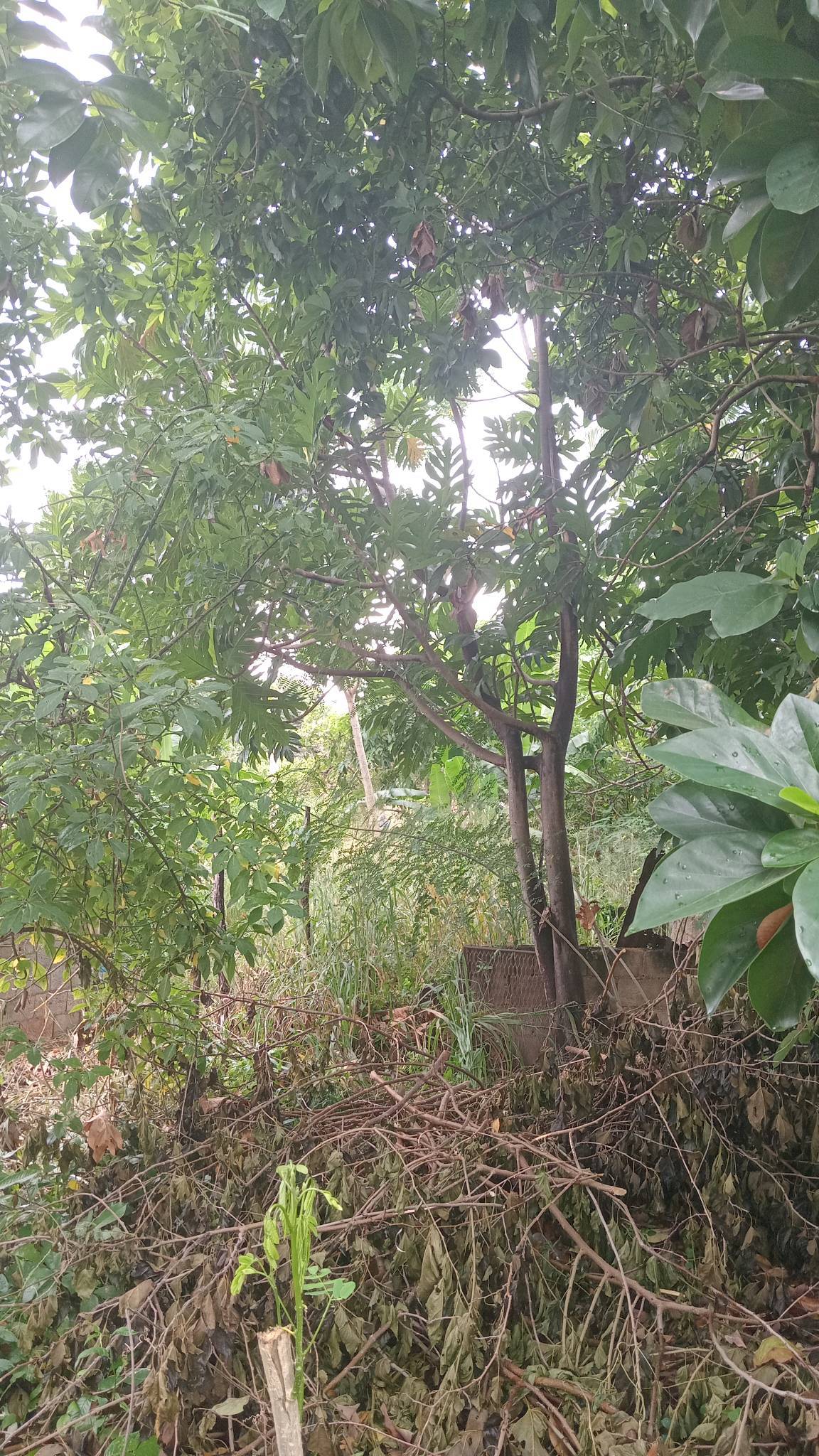 tree