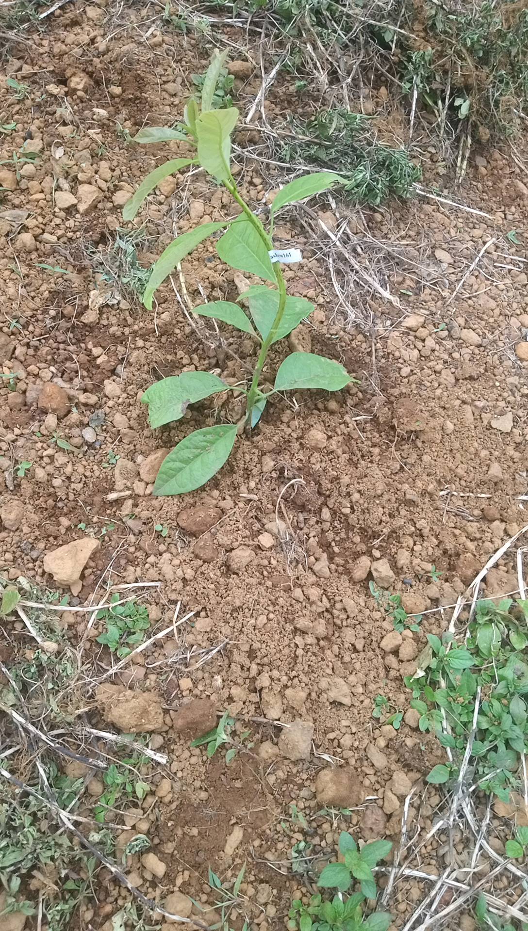 tree