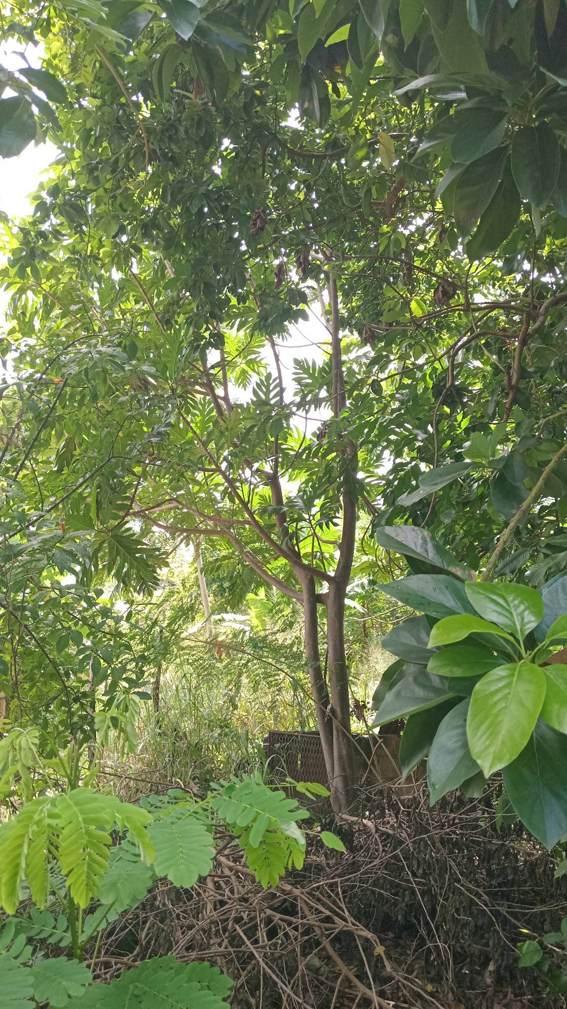 tree