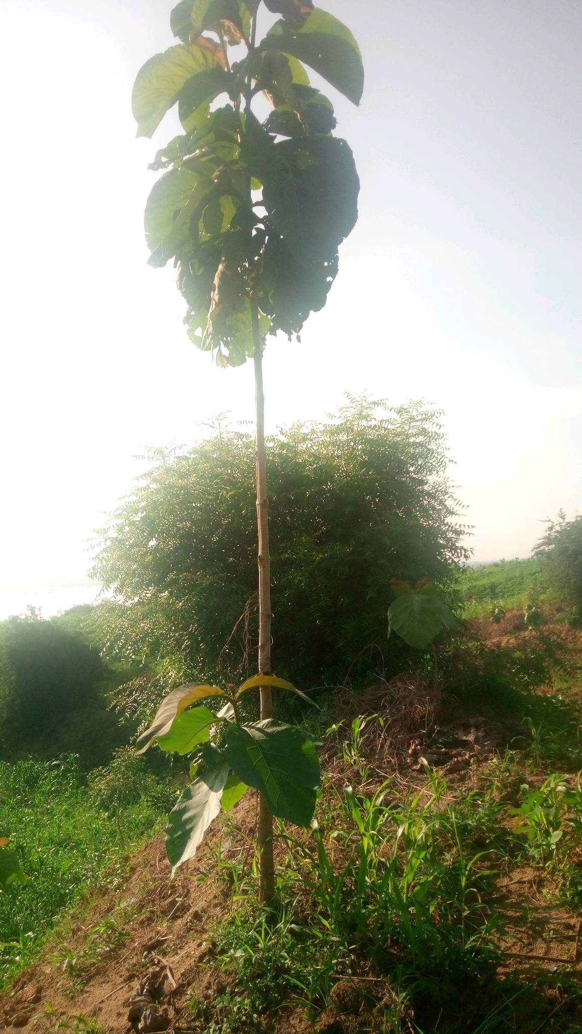 tree