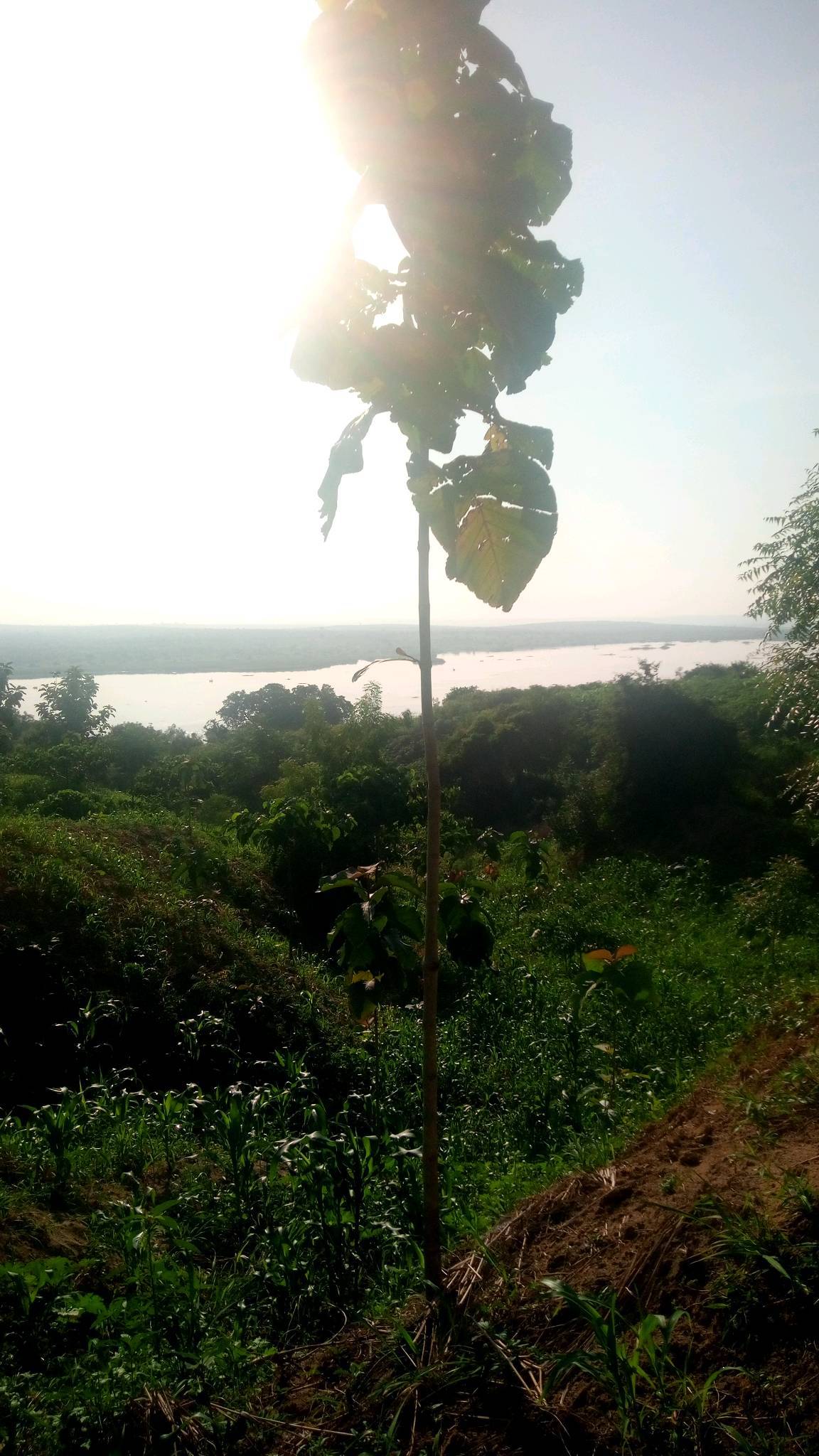tree