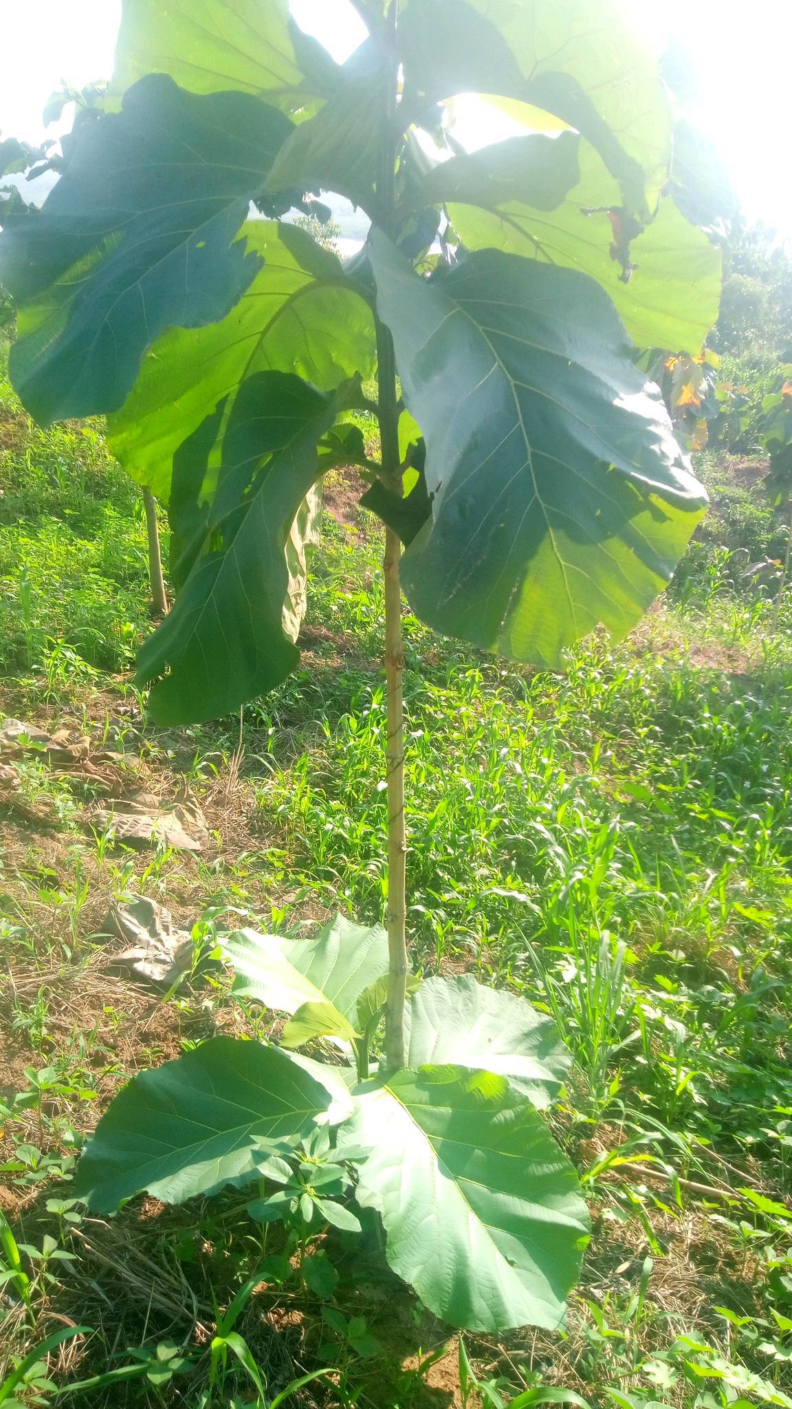 tree