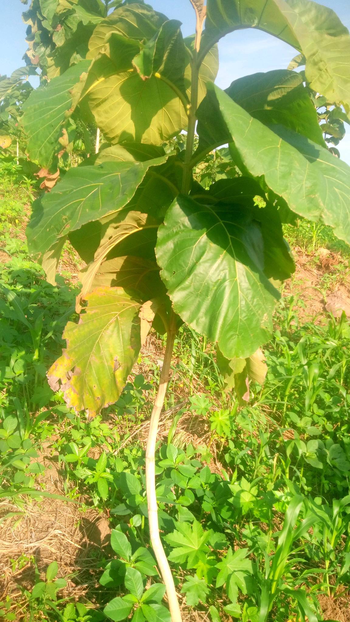 tree