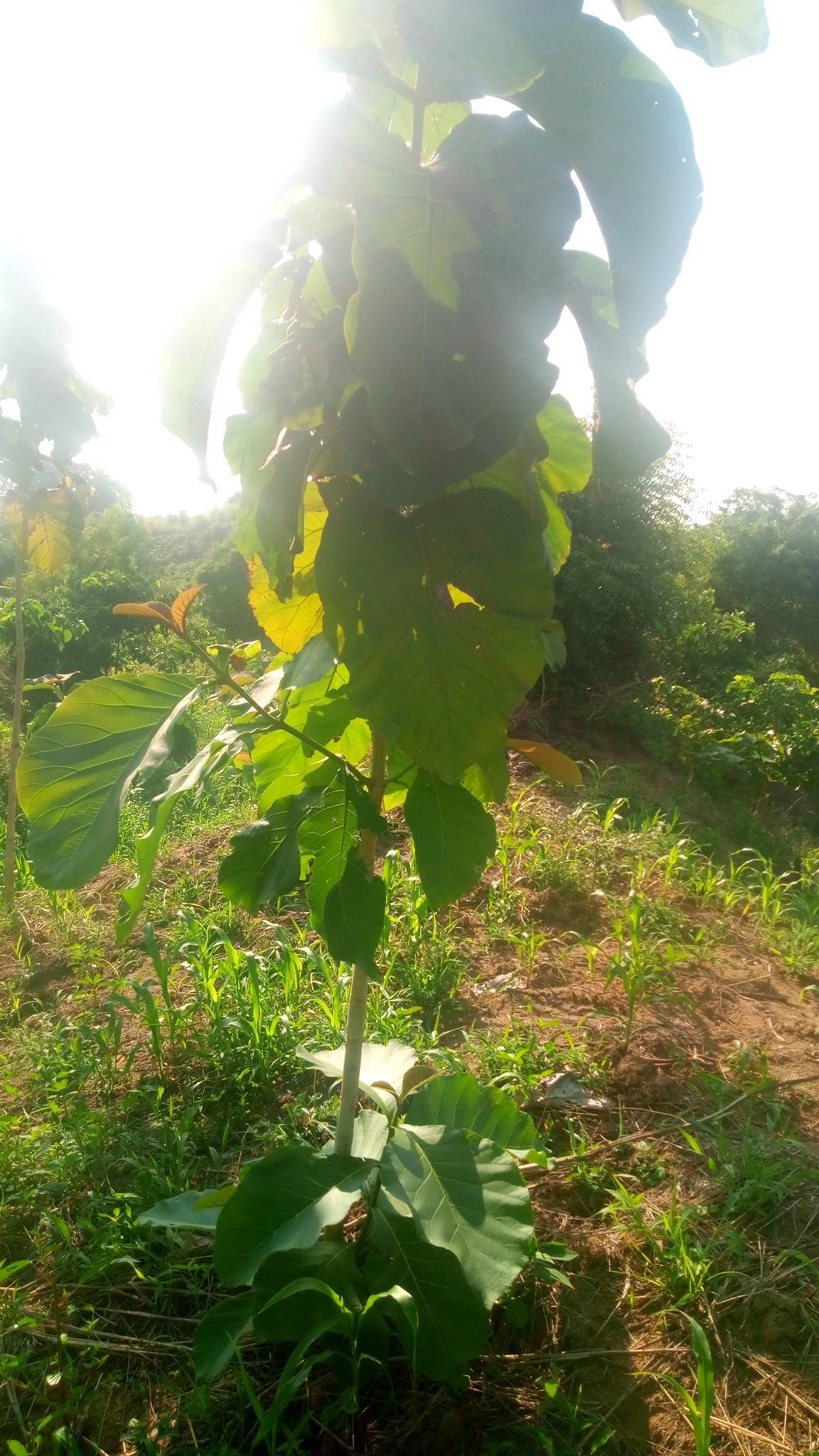 tree
