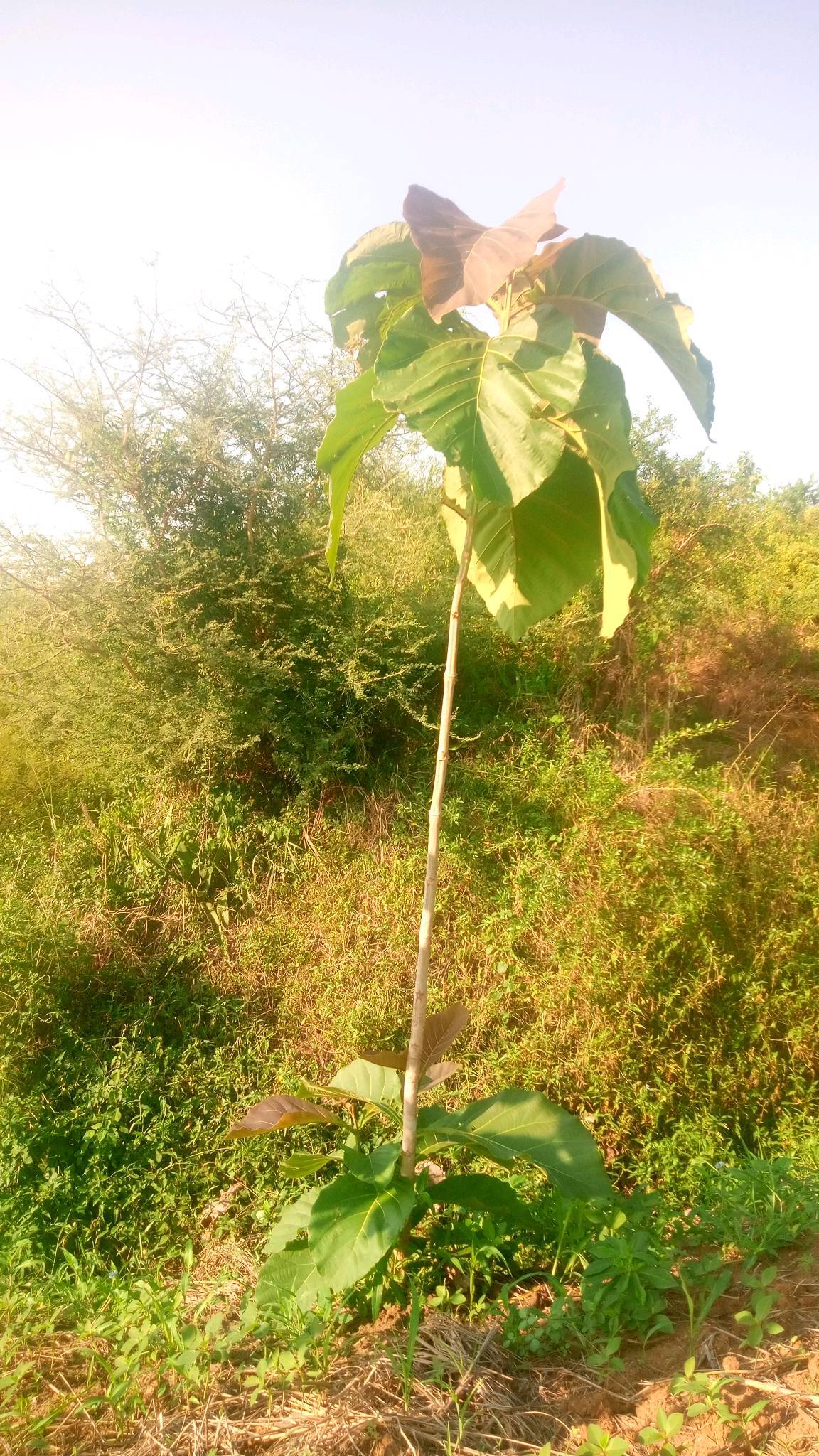 tree
