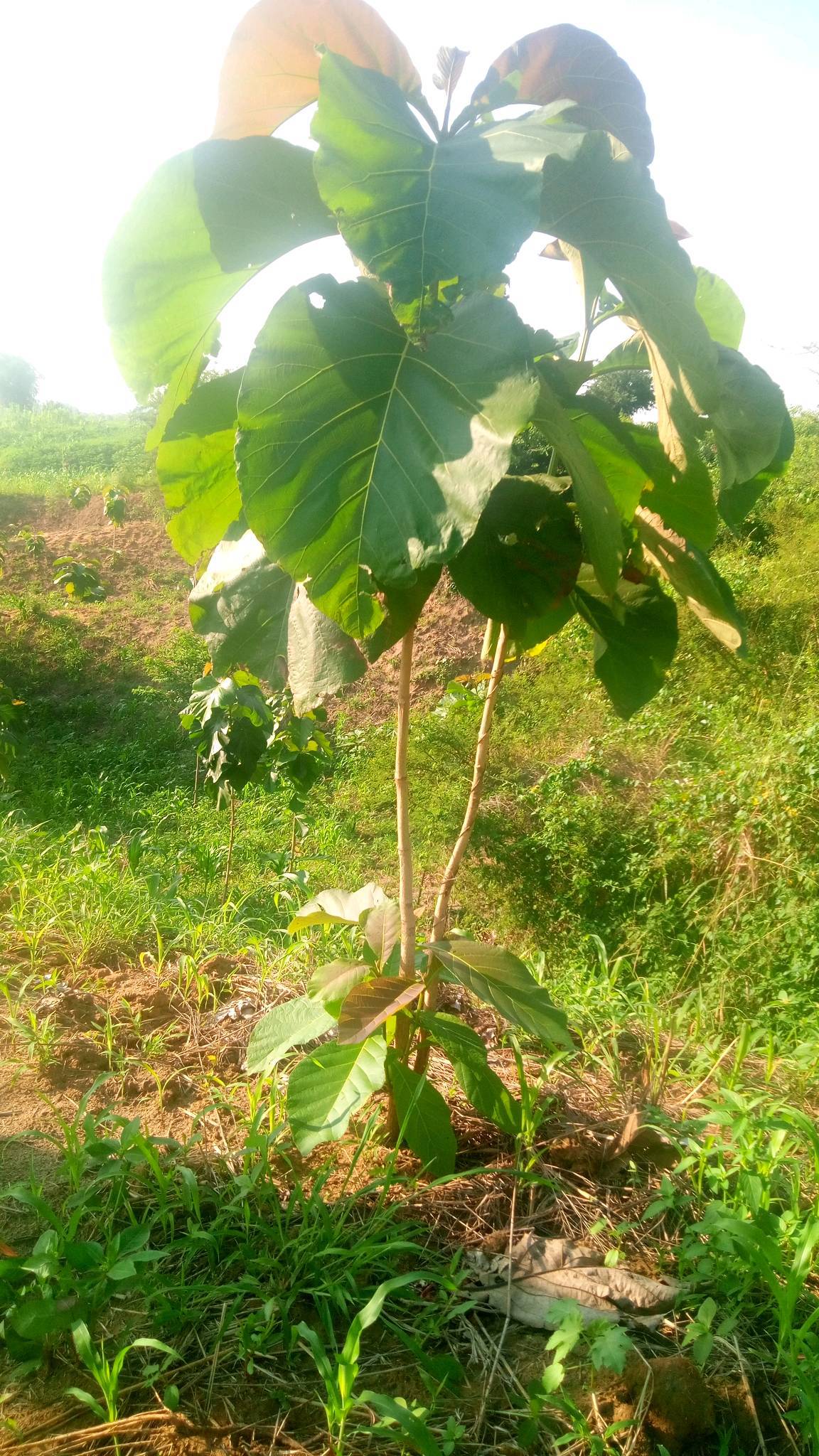 tree