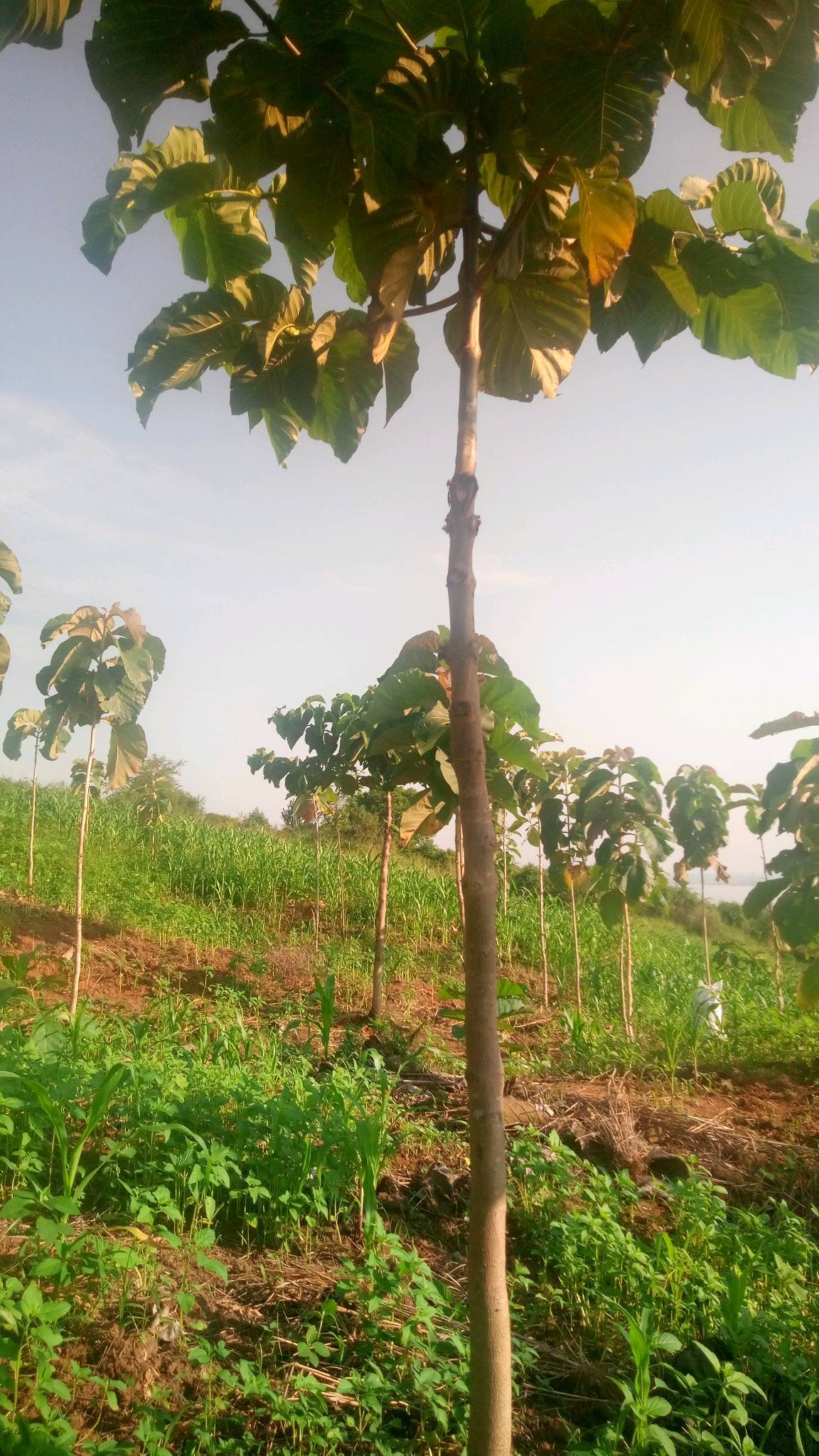 tree