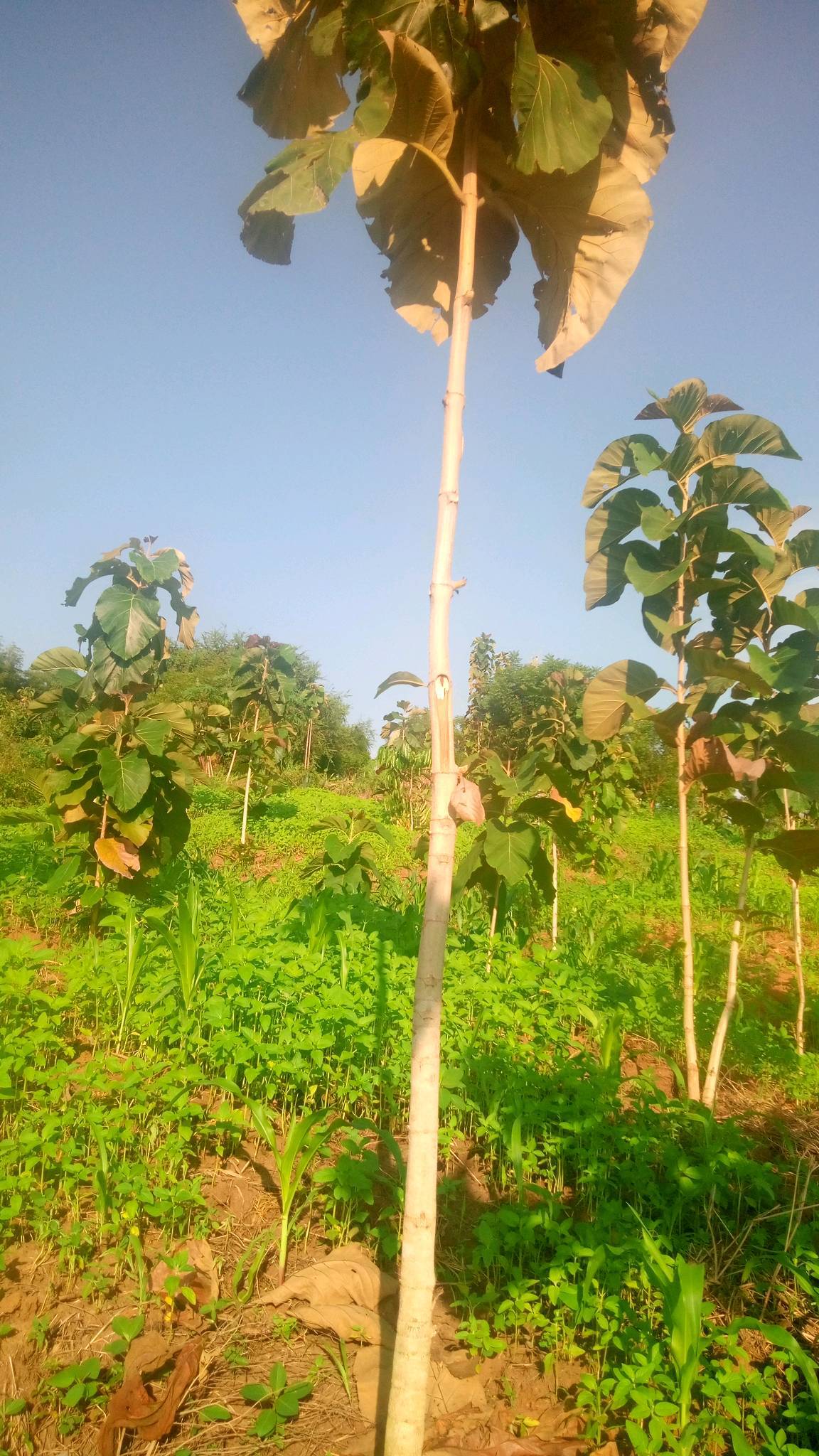 tree
