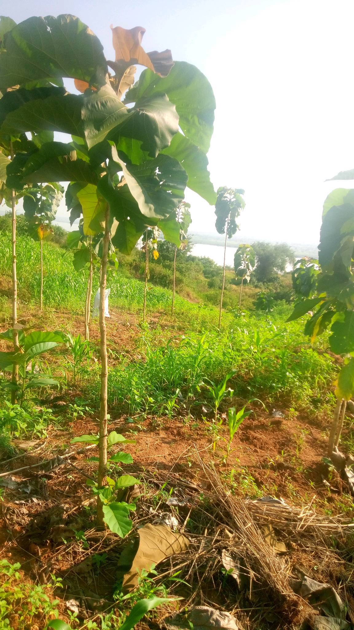 tree