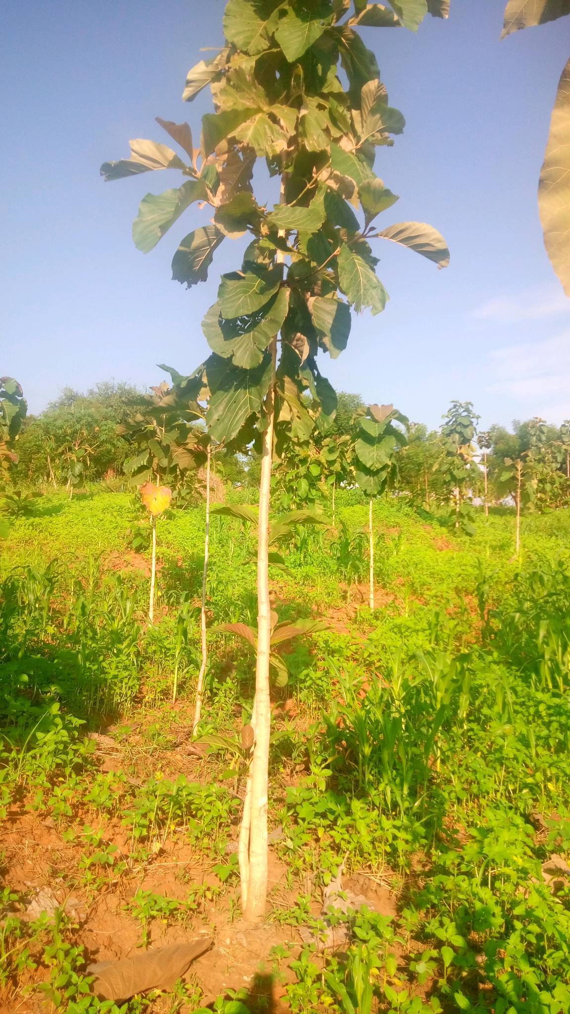 tree