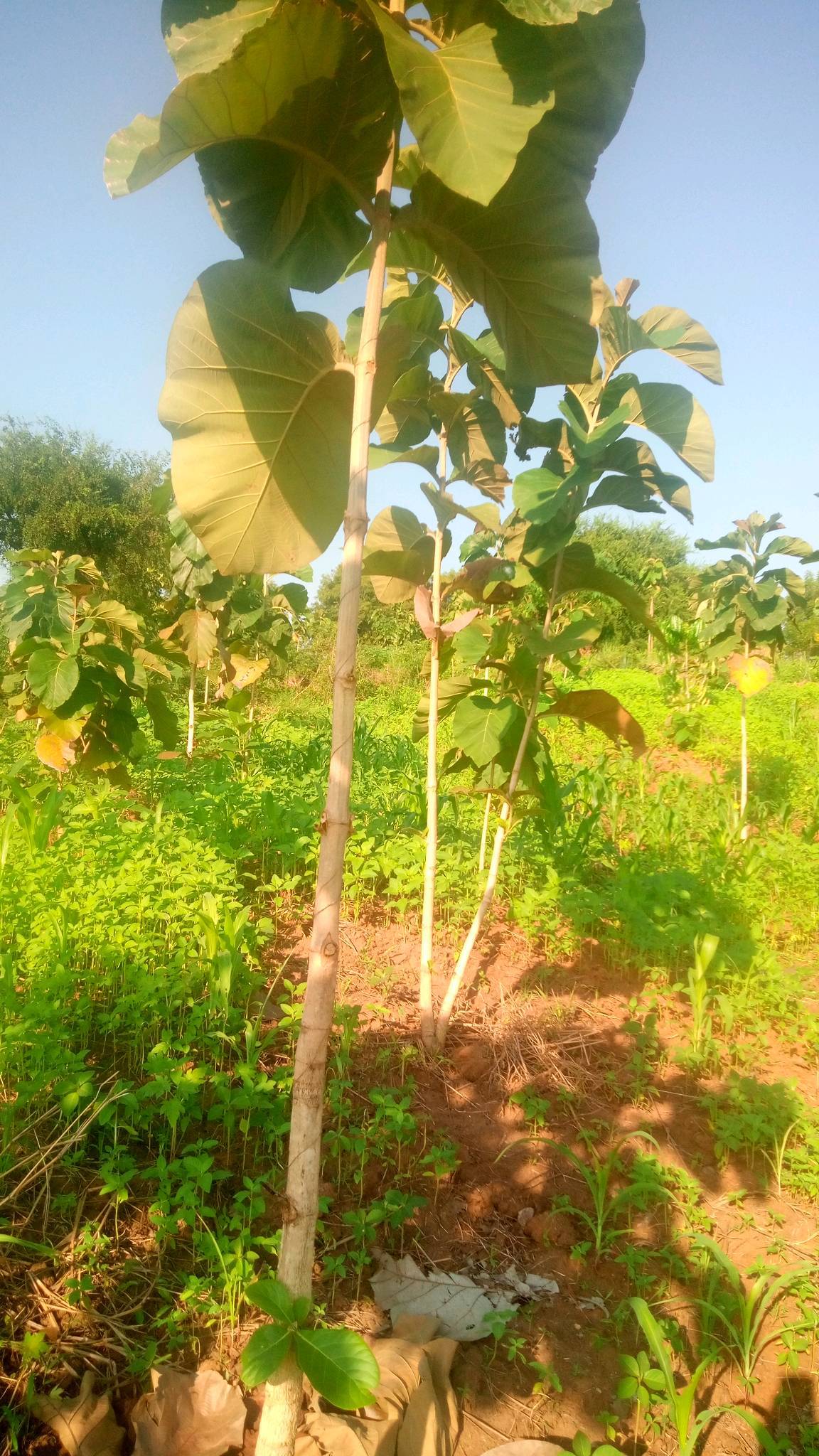 tree