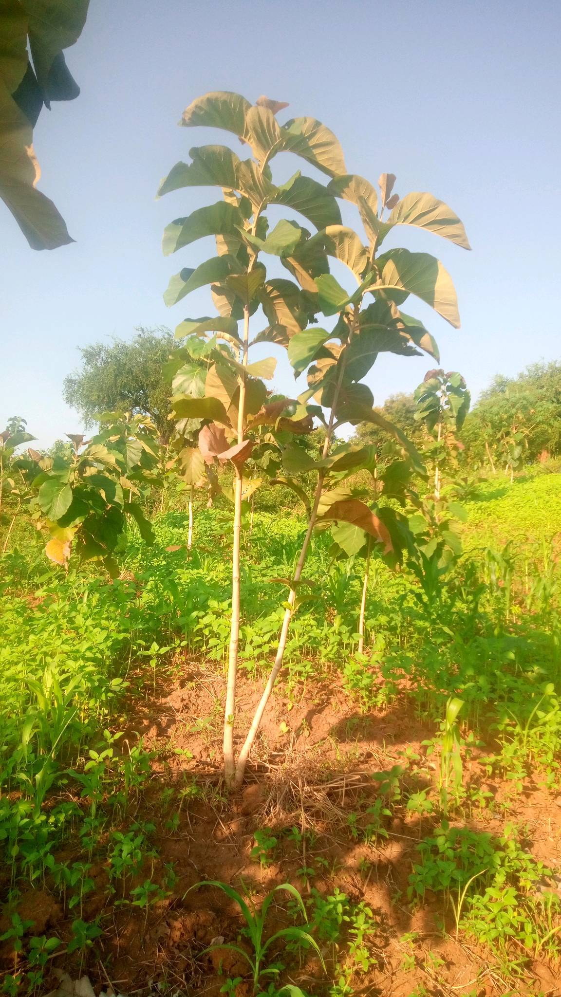 tree