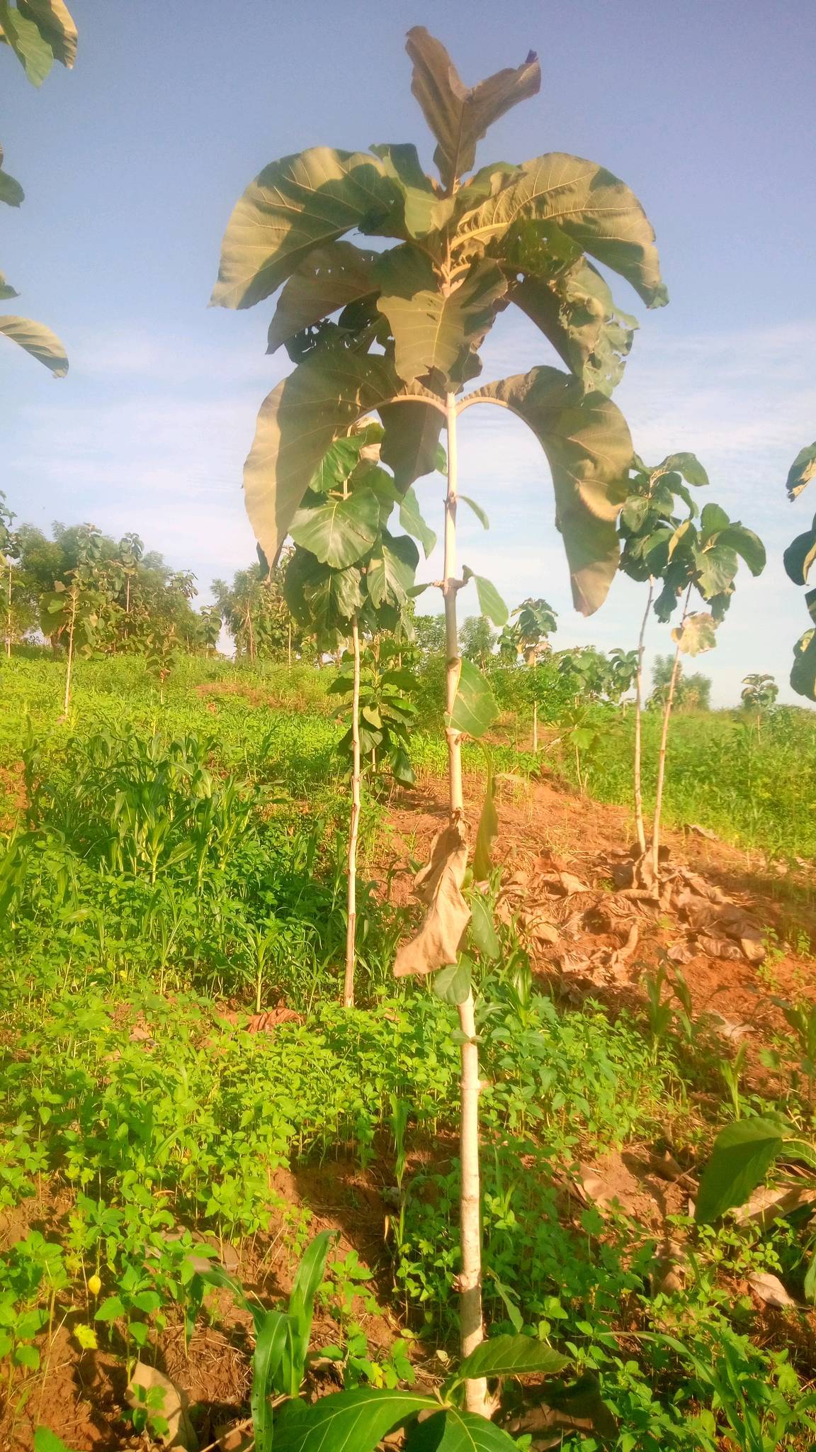 tree