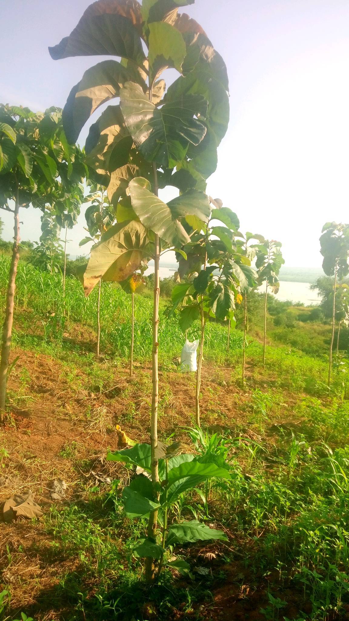 tree