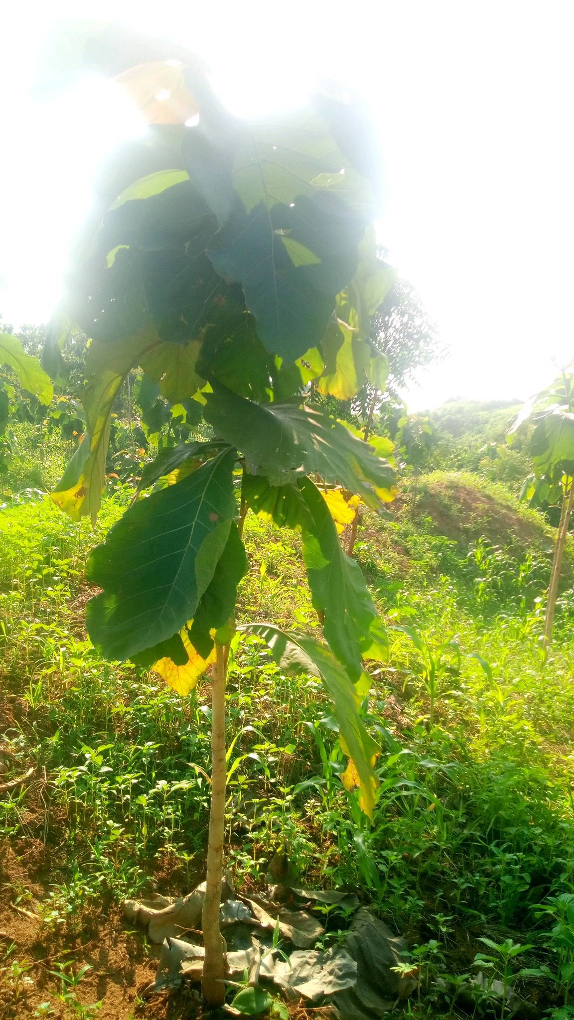 tree