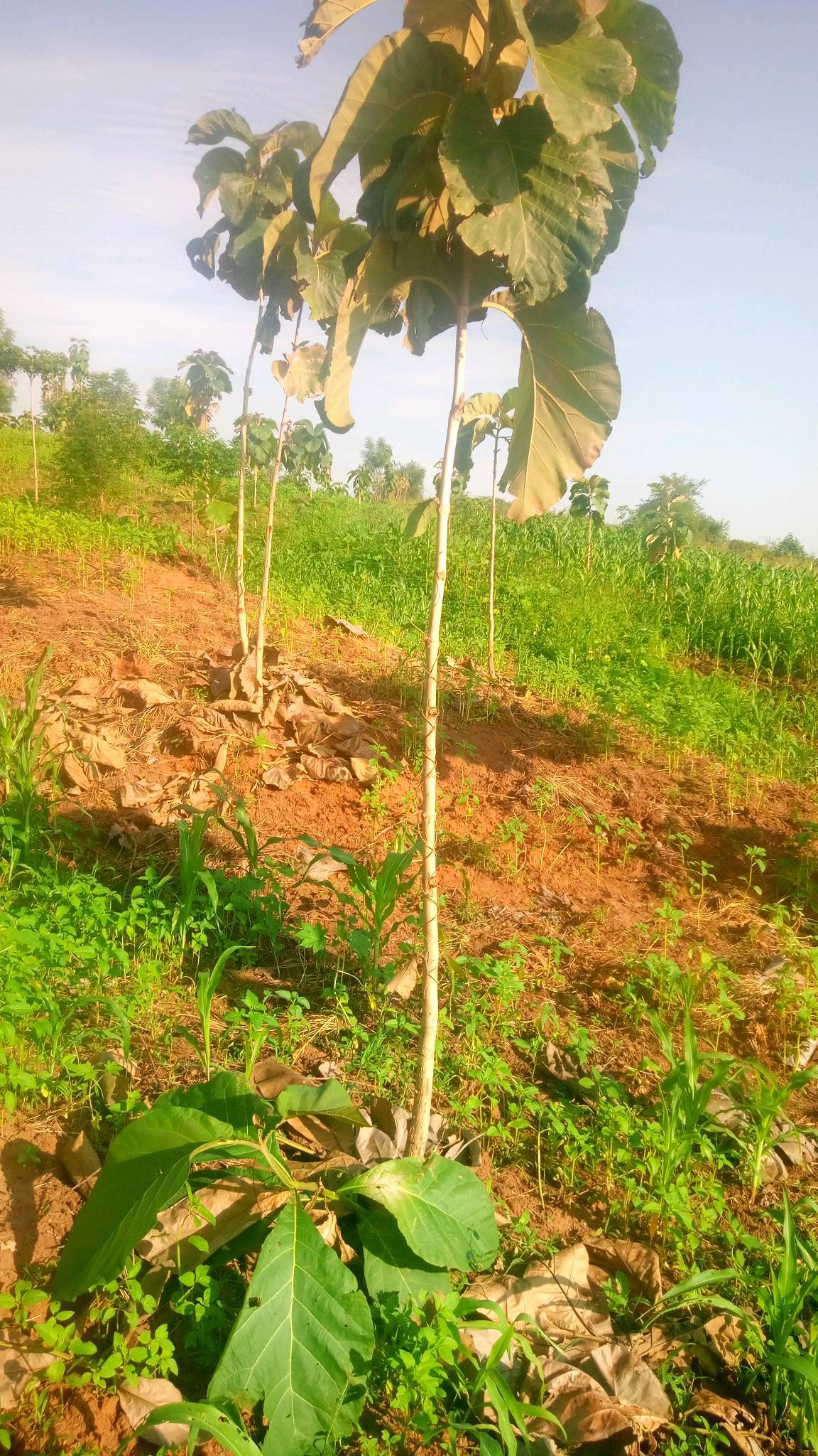tree
