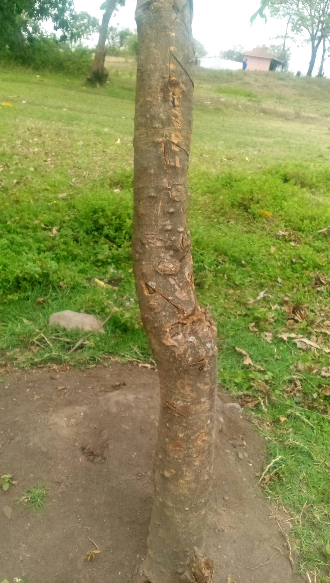 tree