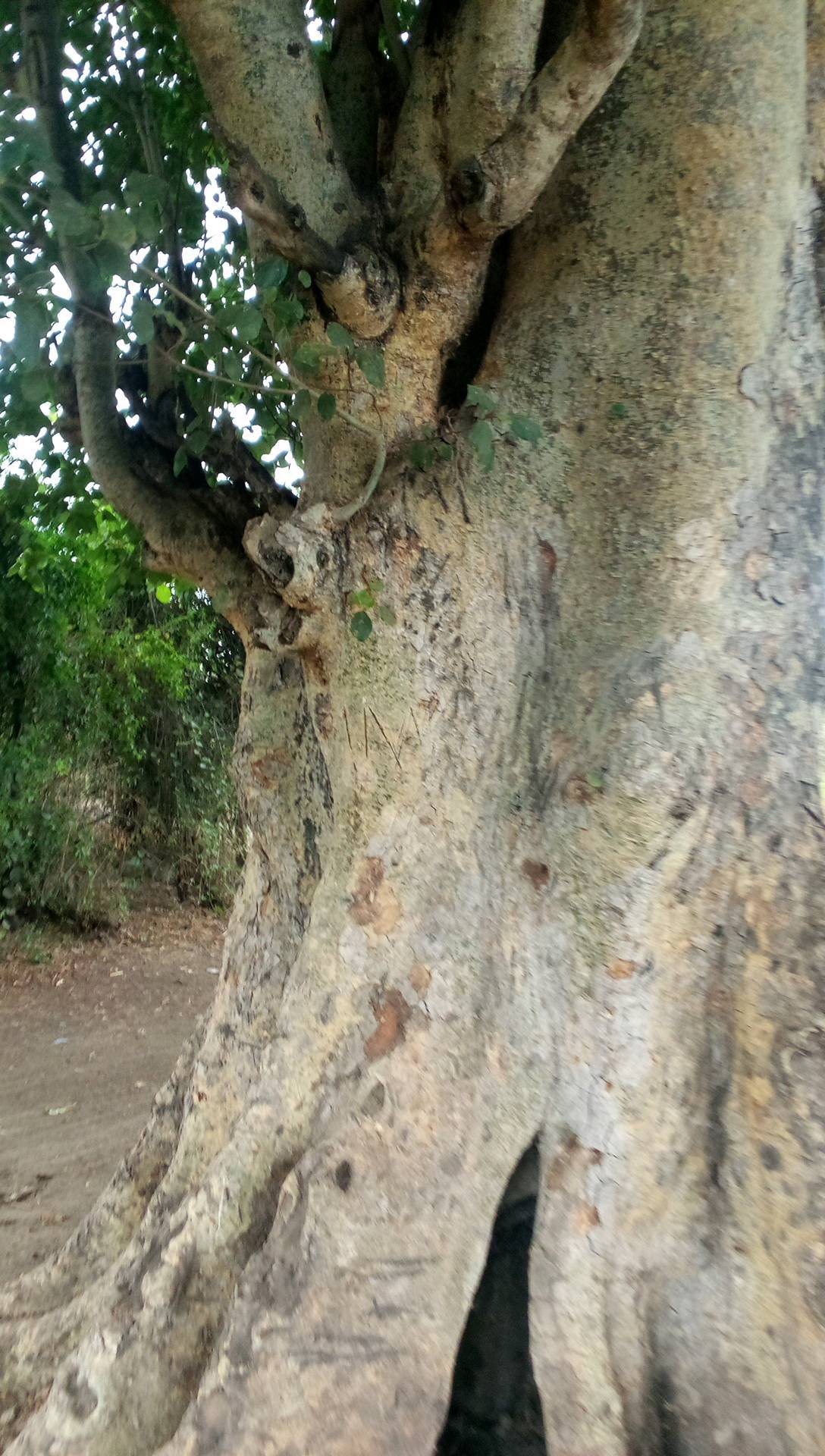 tree