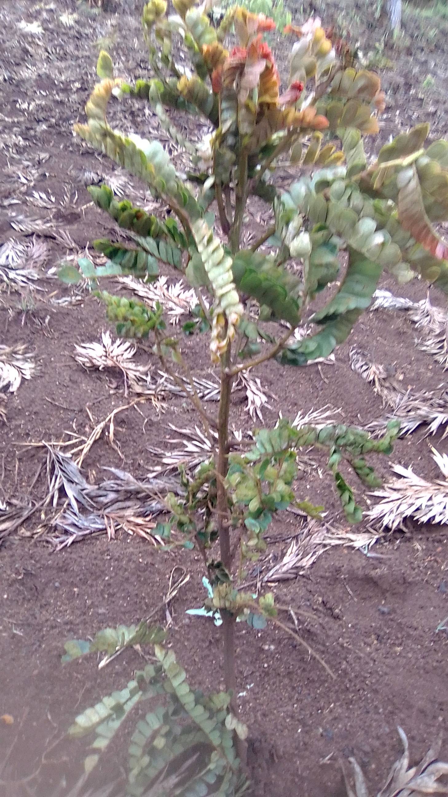 tree
