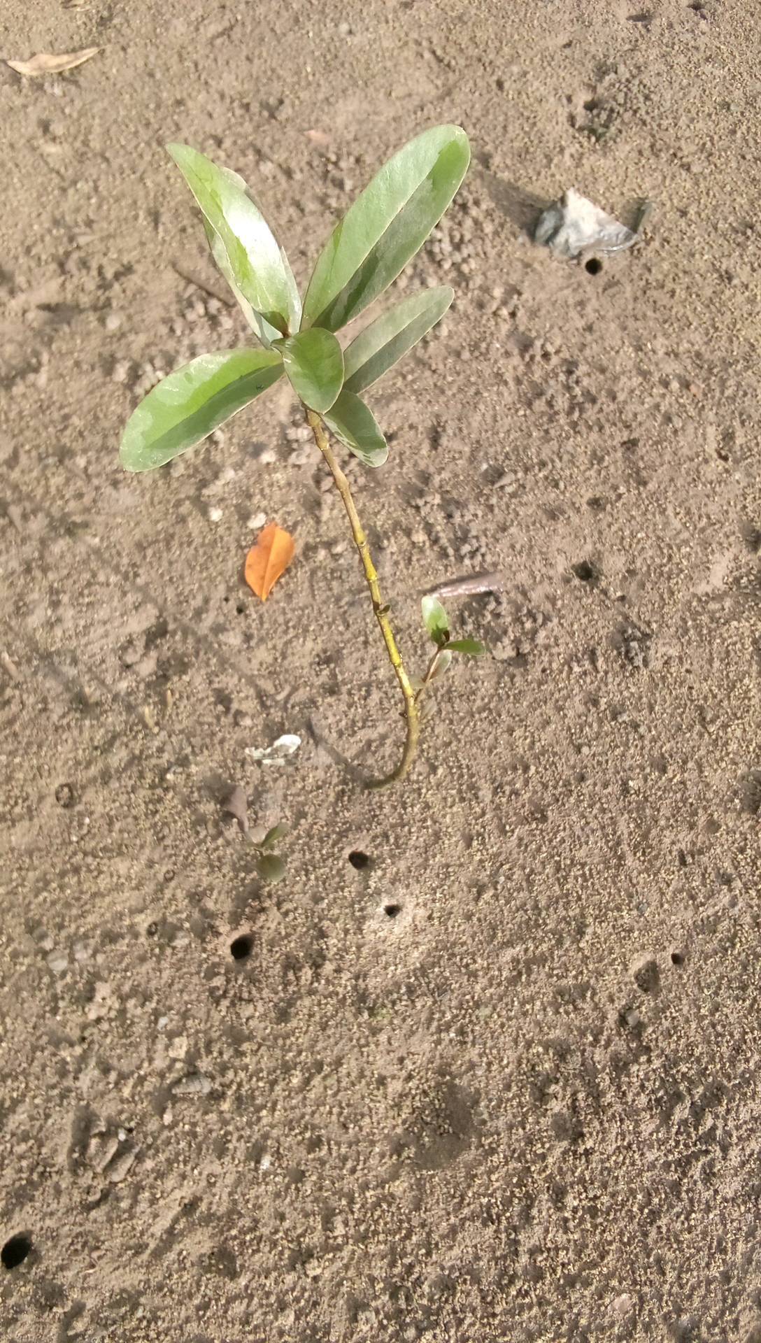 tree