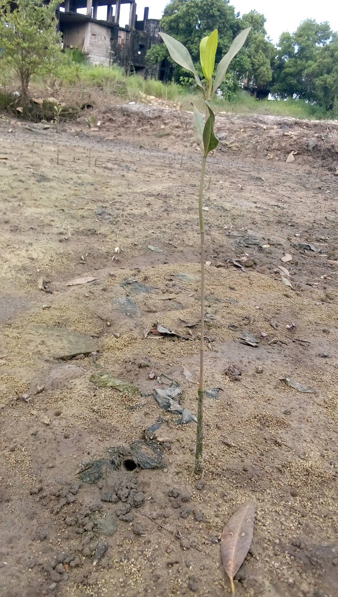 tree